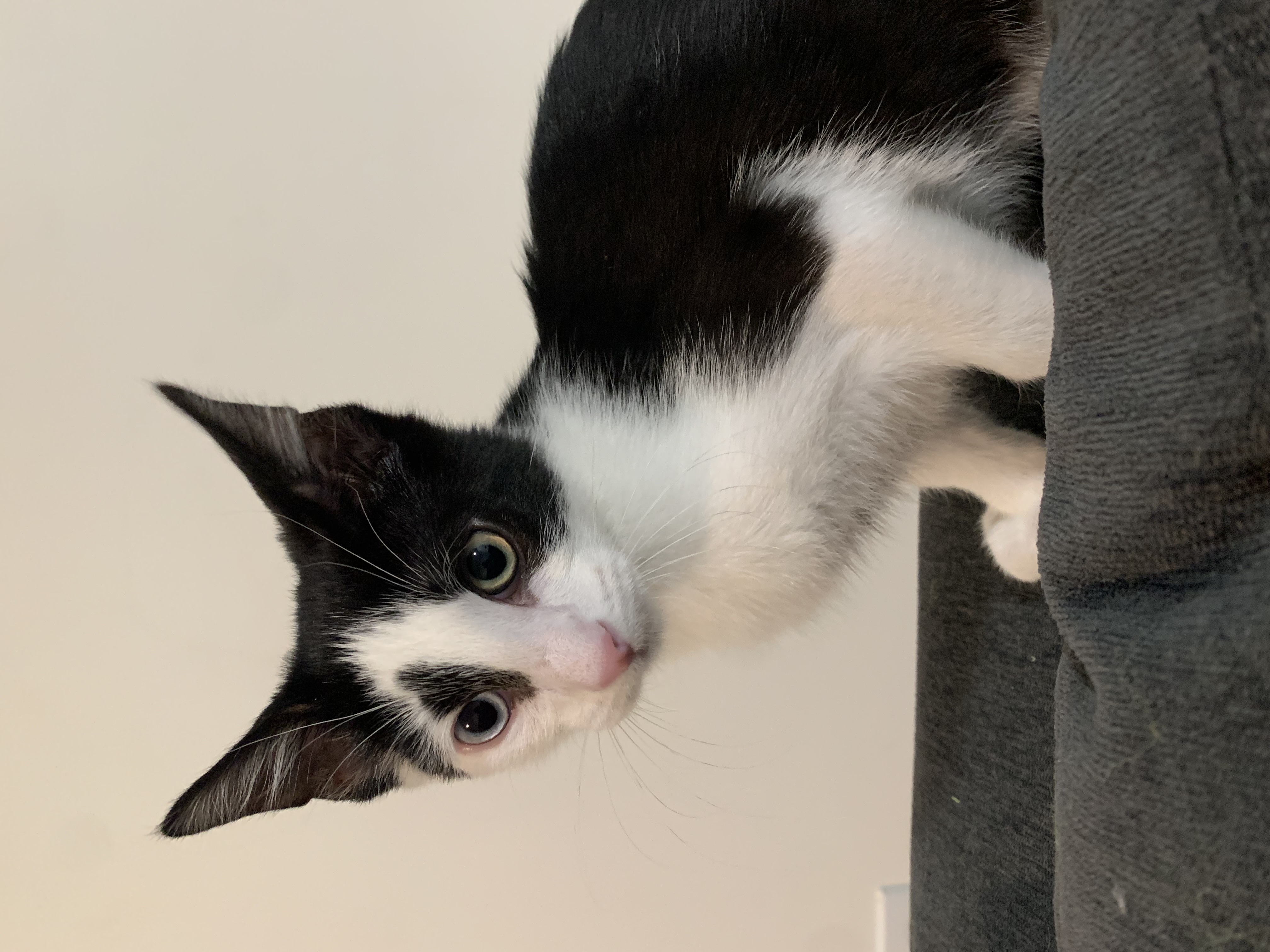 Picture of the Animal Listed