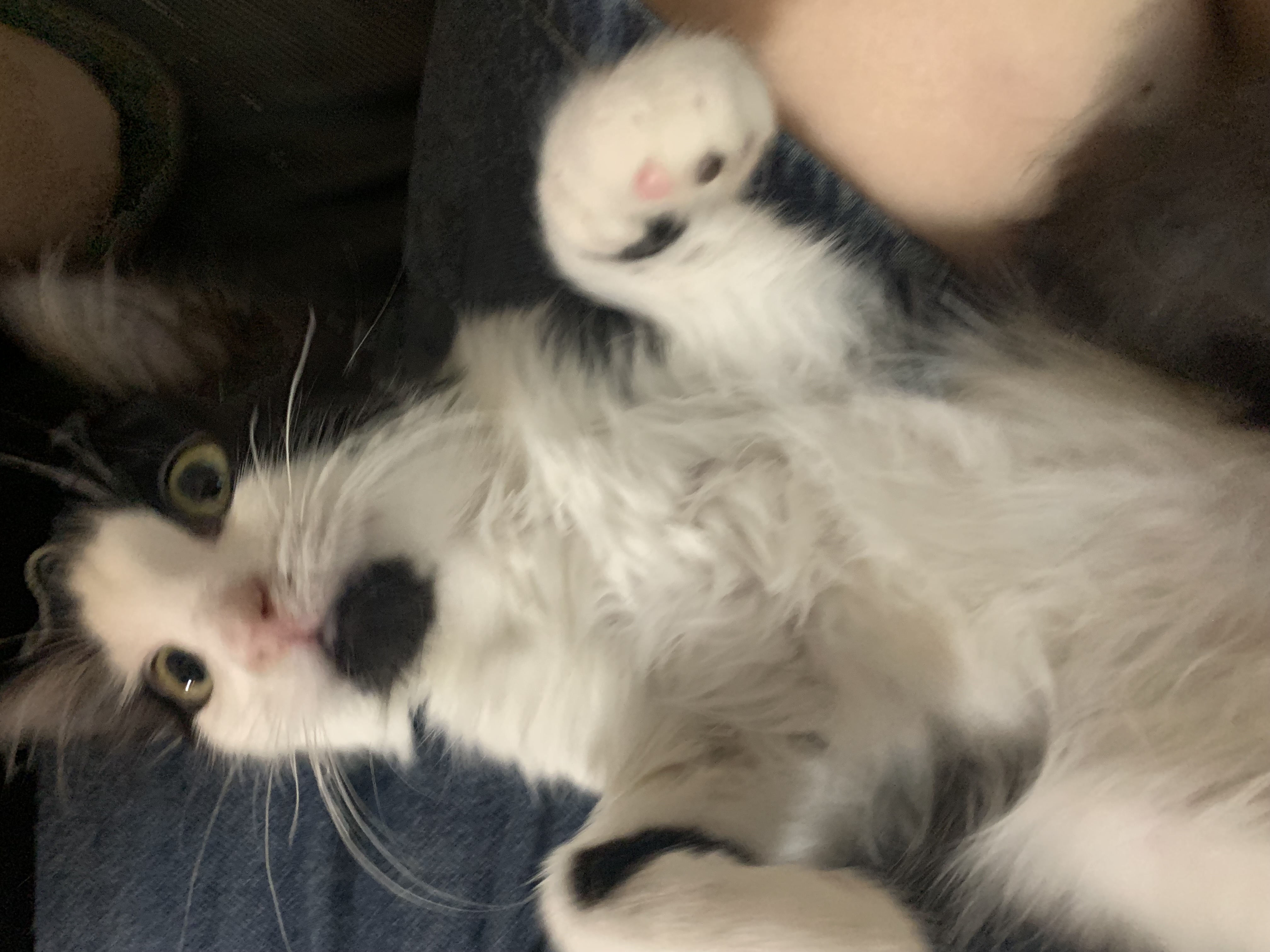 Picture of the Animal Listed