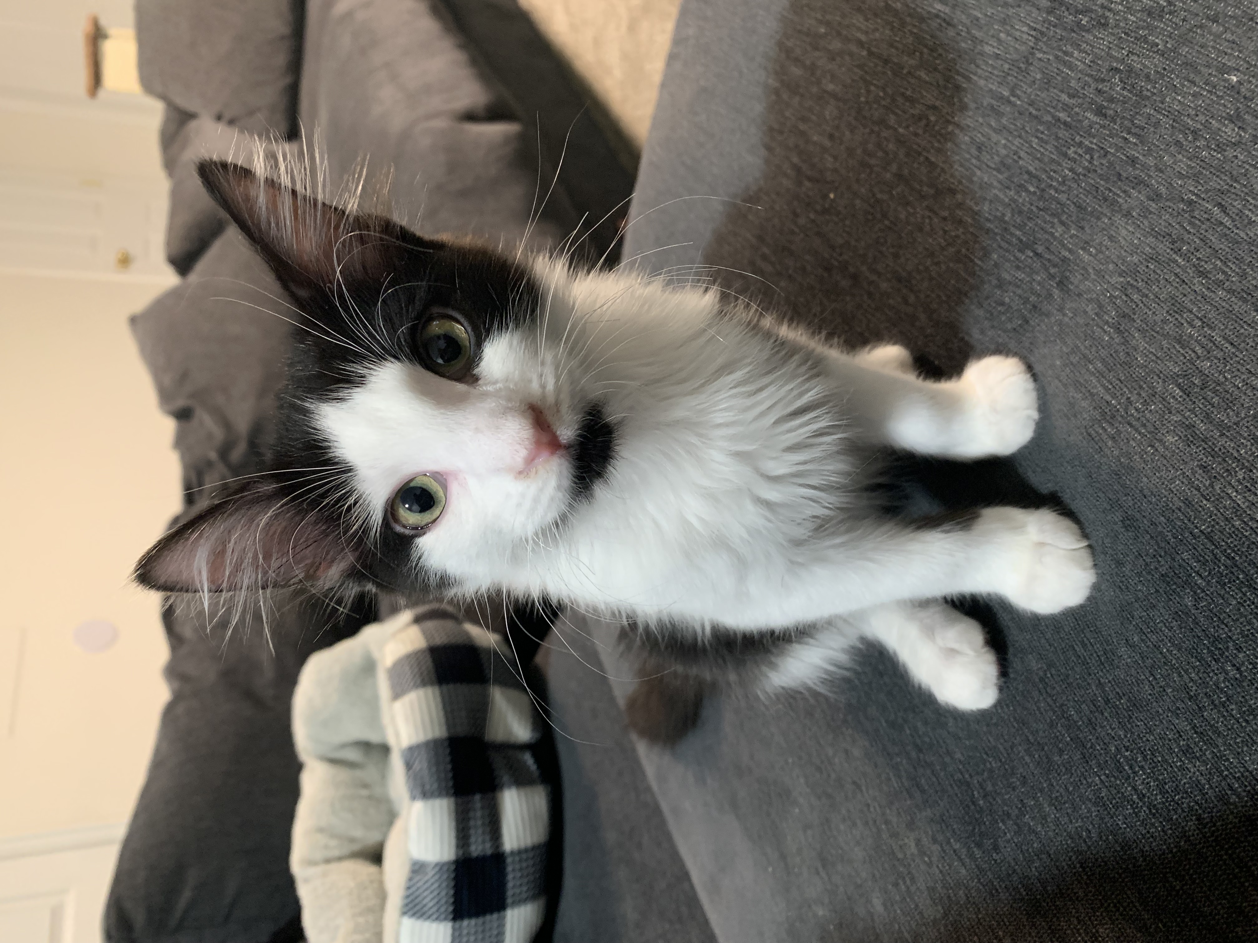 Picture of the Animal Listed