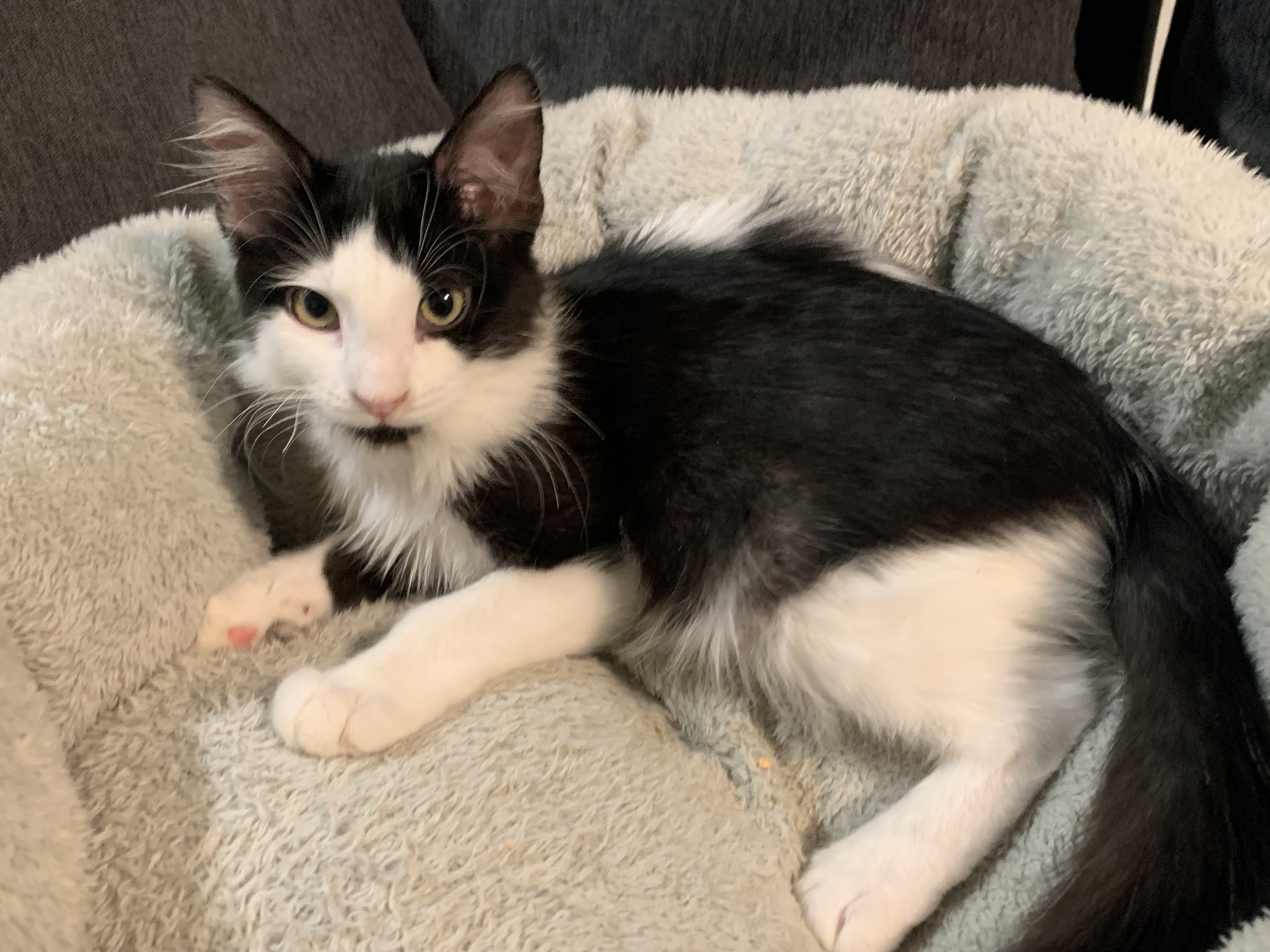 Picture of the Animal Listed