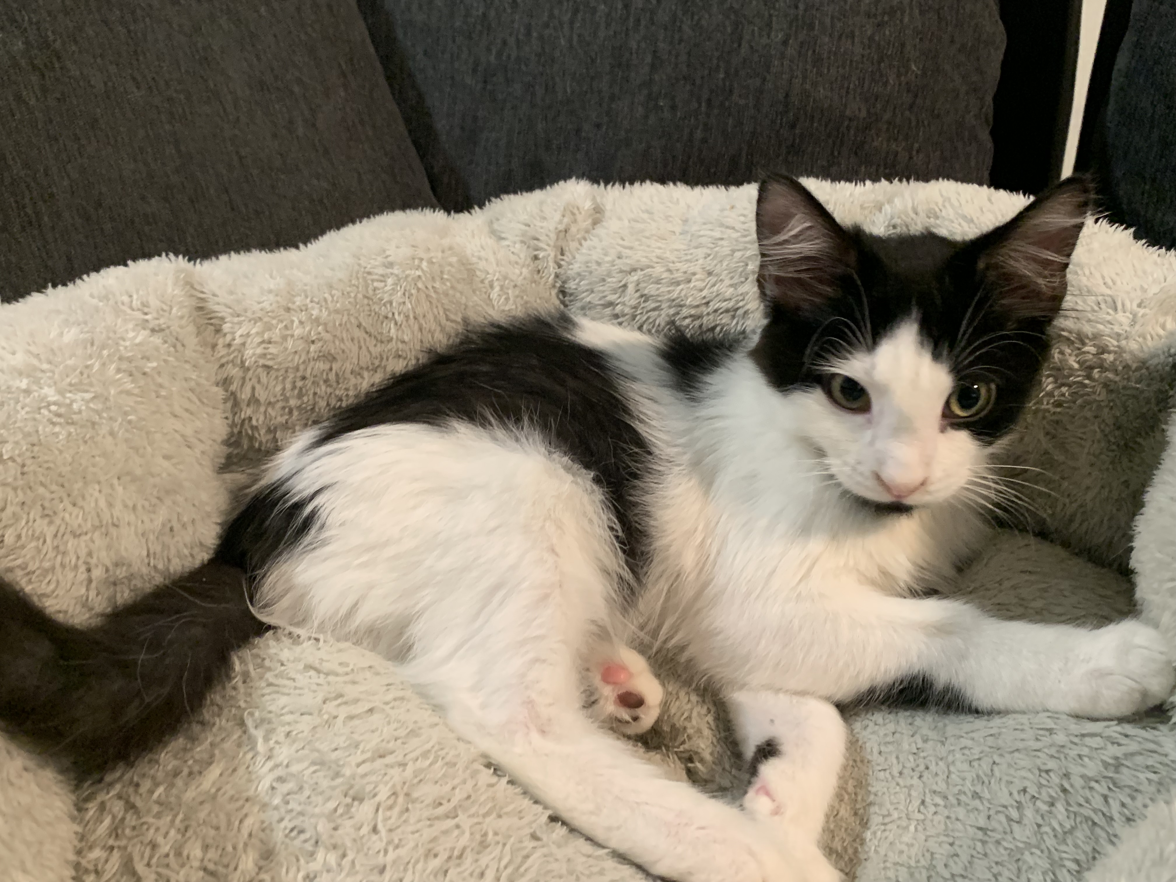 Picture of the Animal Listed