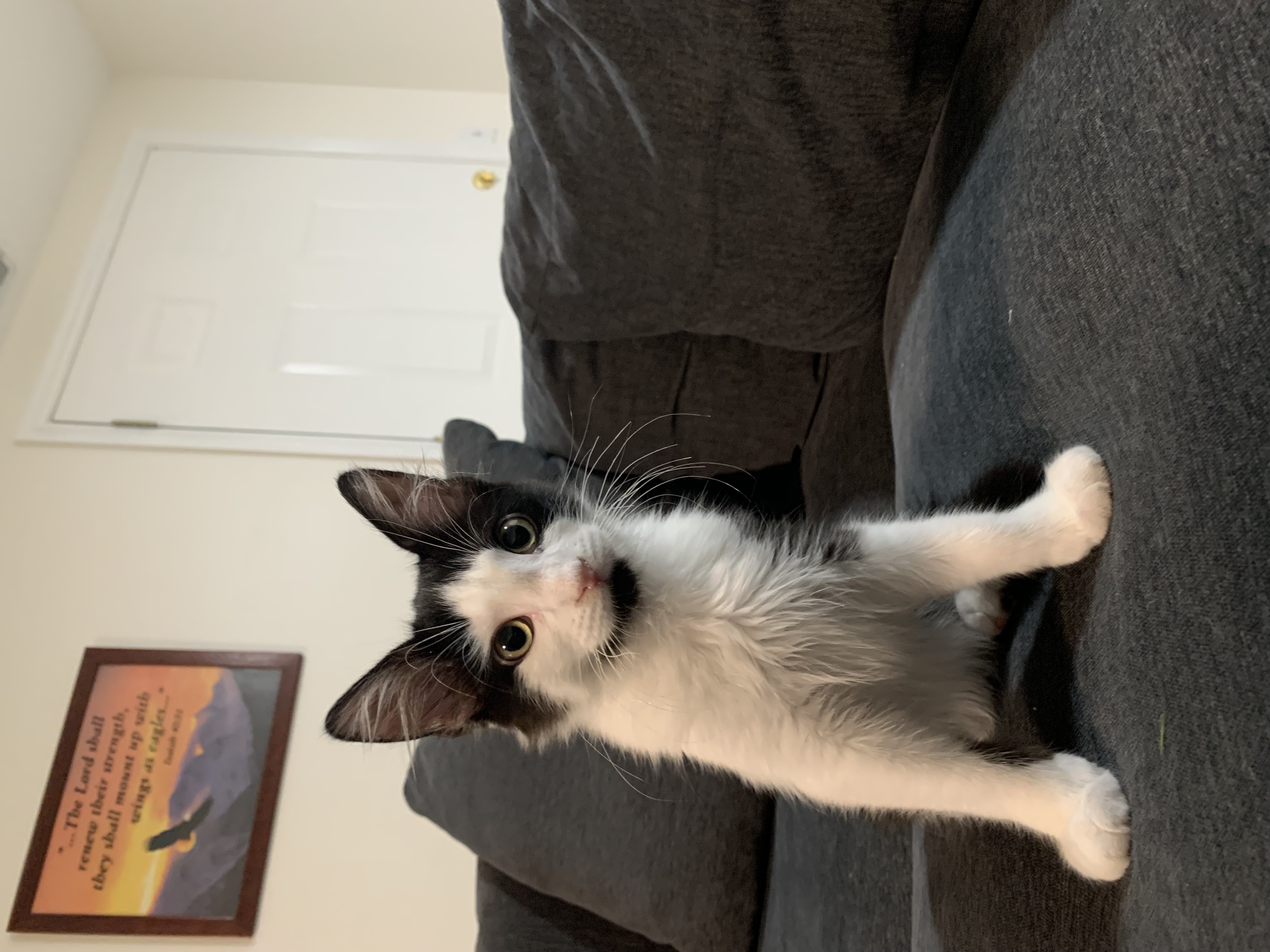 Picture of the Animal Listed