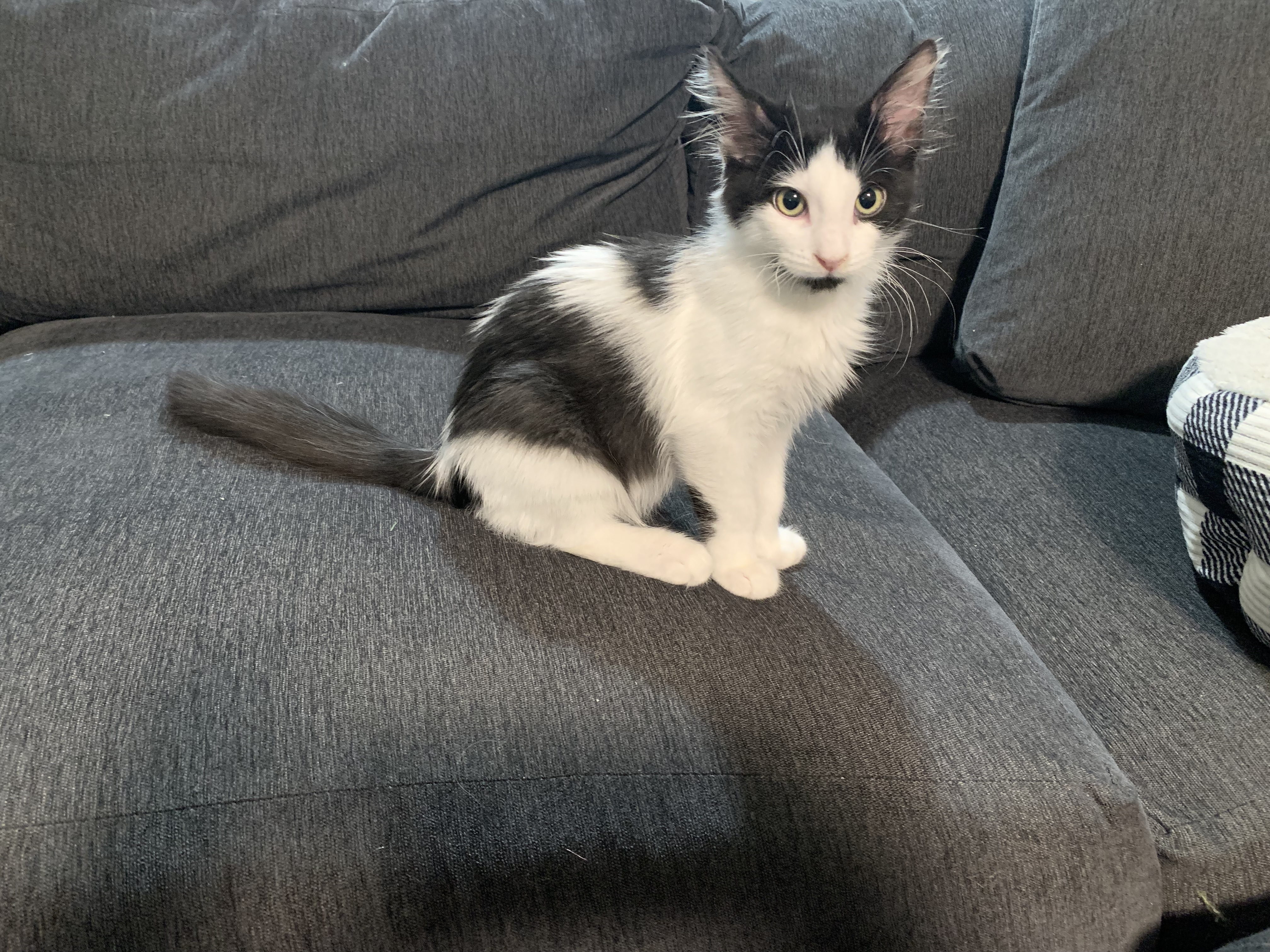 Picture of the Animal Listed