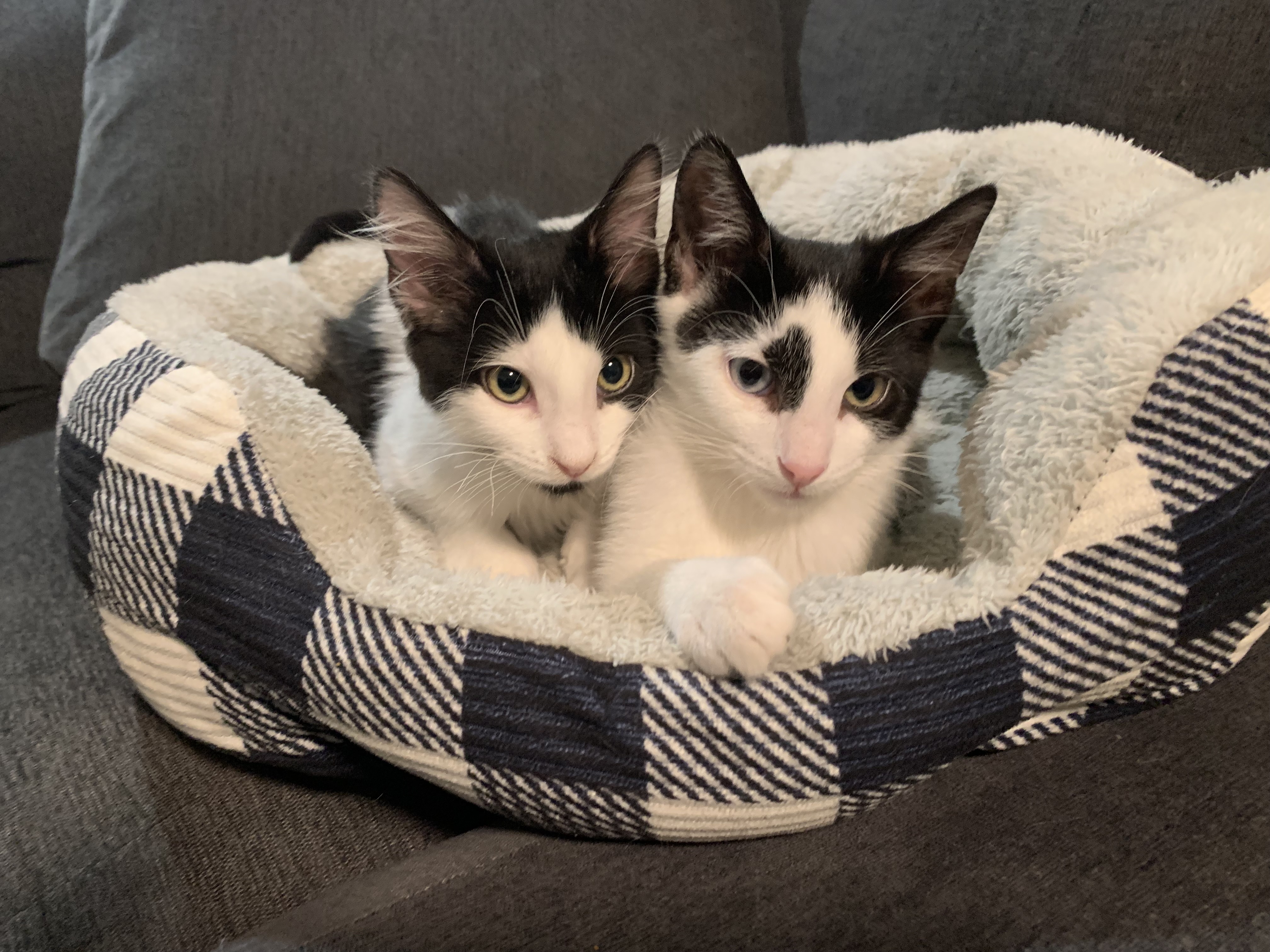 Picture of the Animal Listed