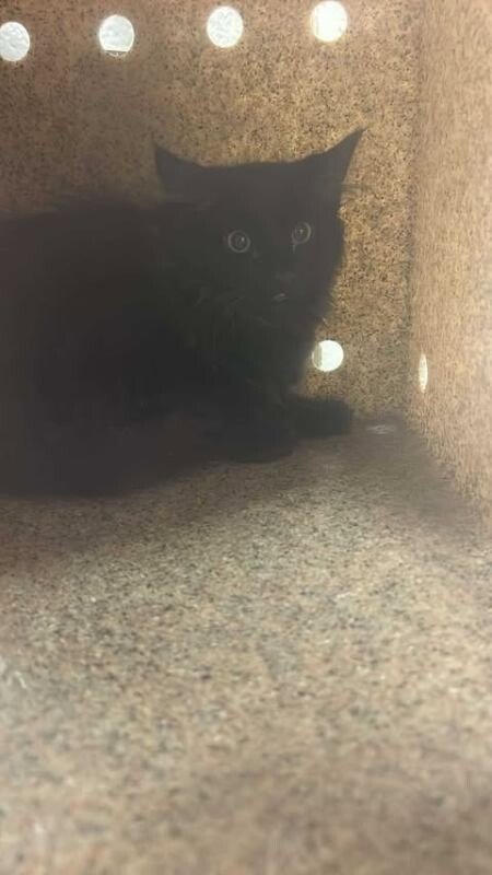 Picture of the Animal Listed