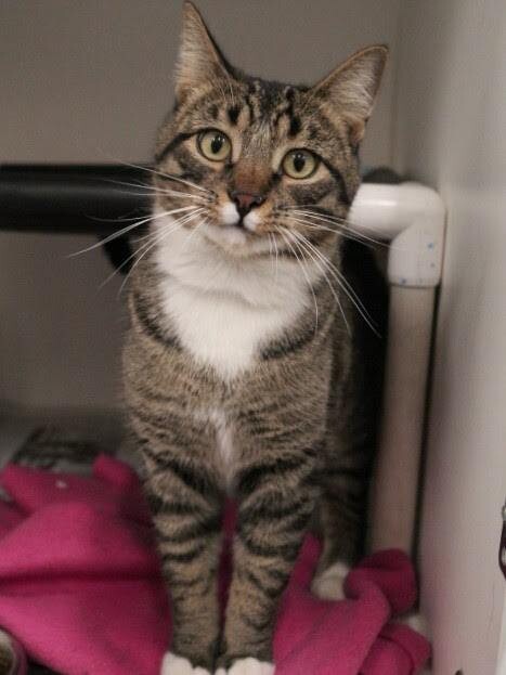 Picture of the Animal Listed