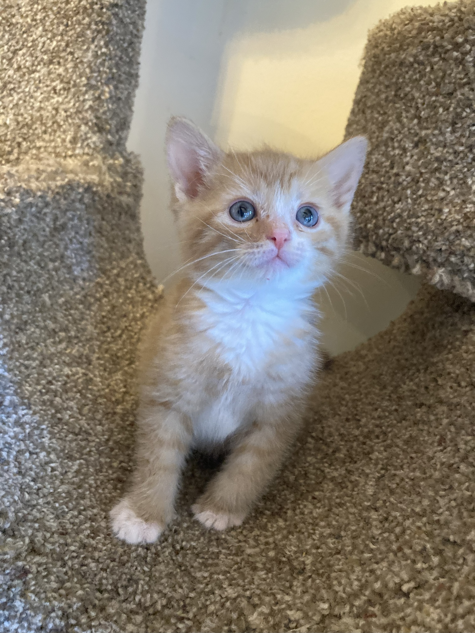 Picture of the Animal Listed