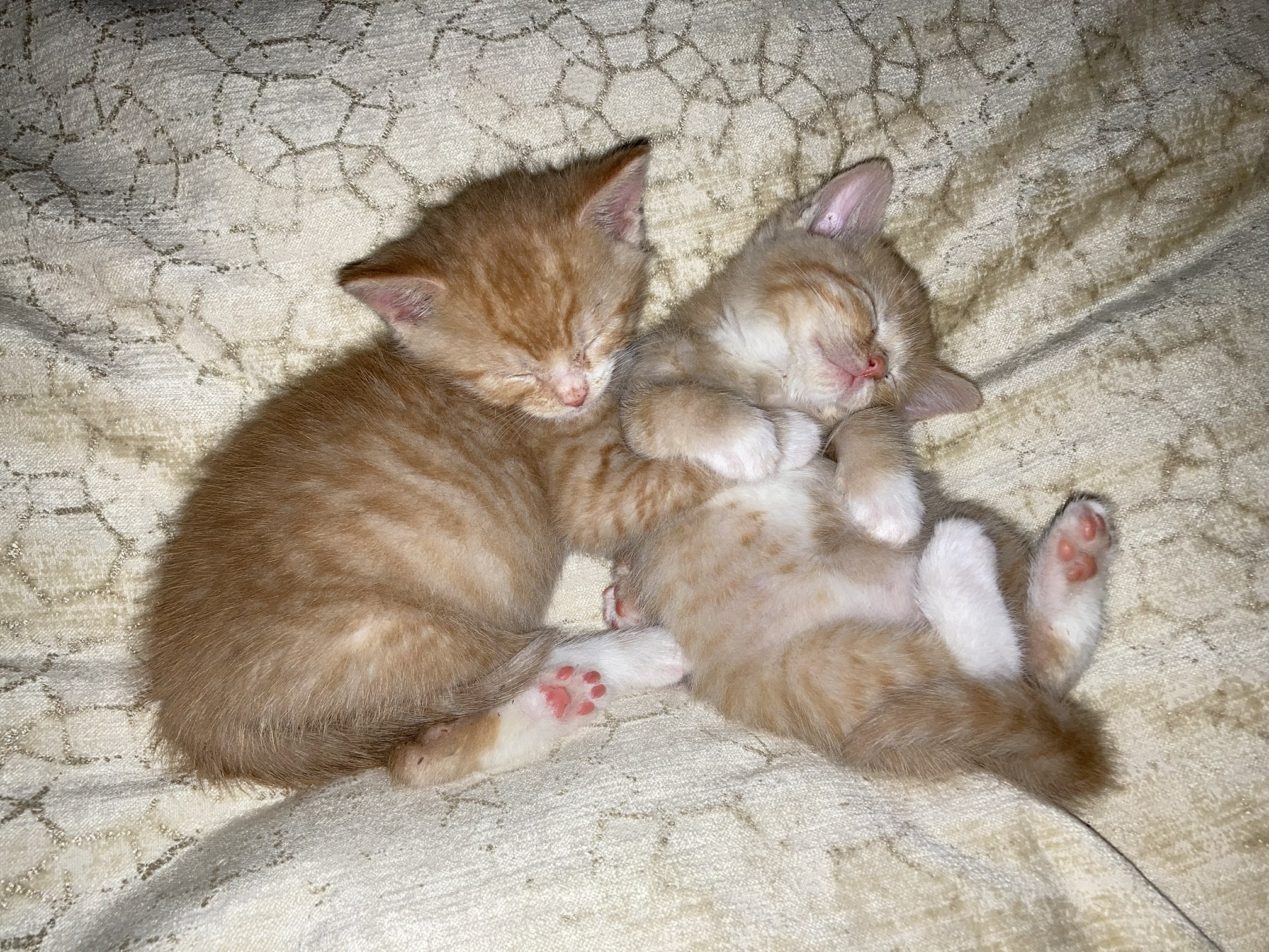 Picture of the Animal Listed