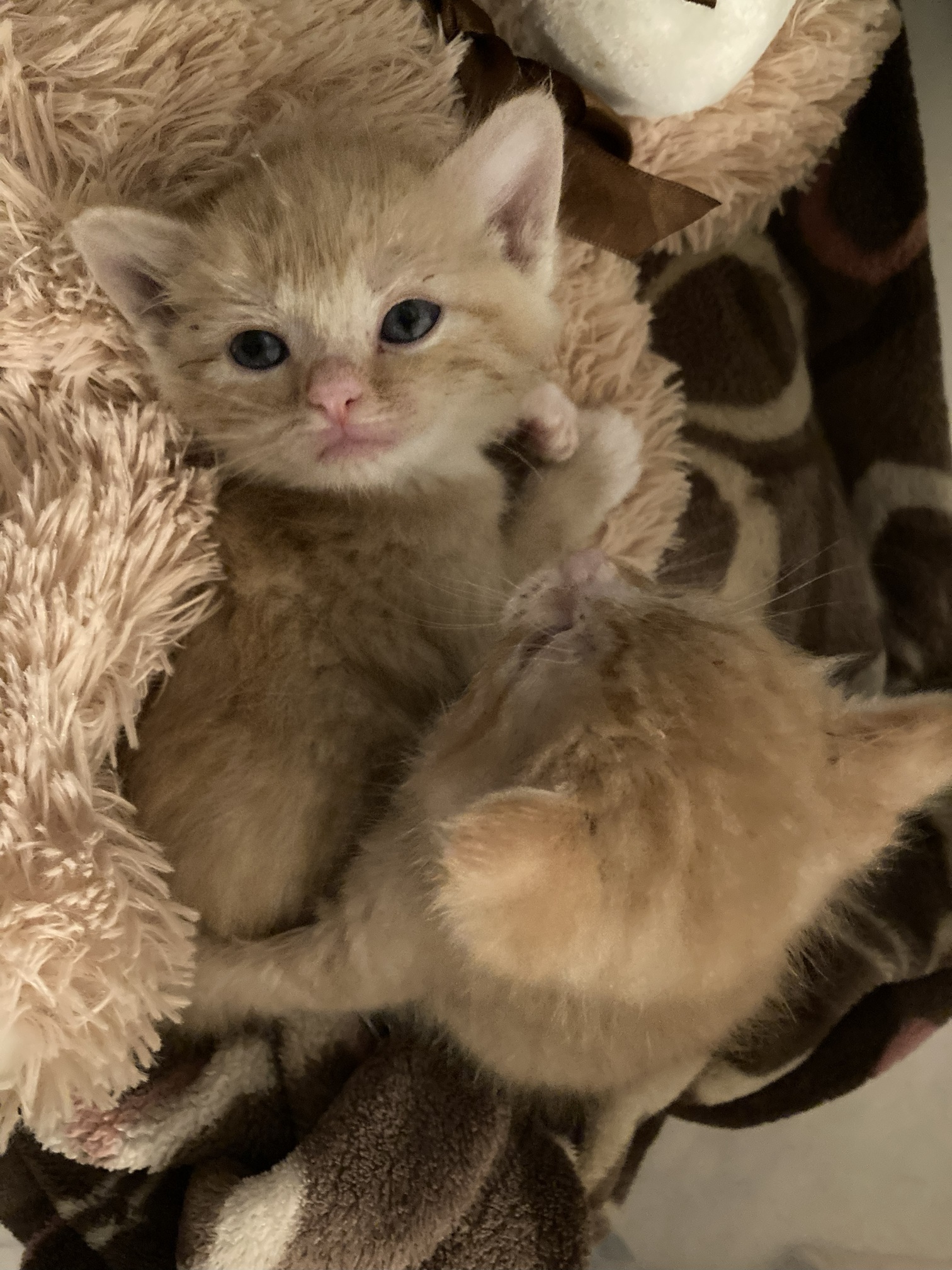 Picture of the Animal Listed