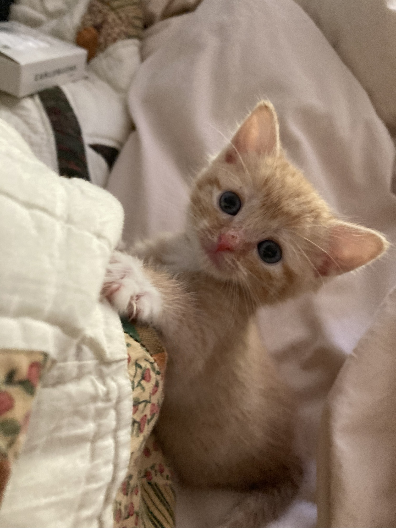 Picture of the Animal Listed