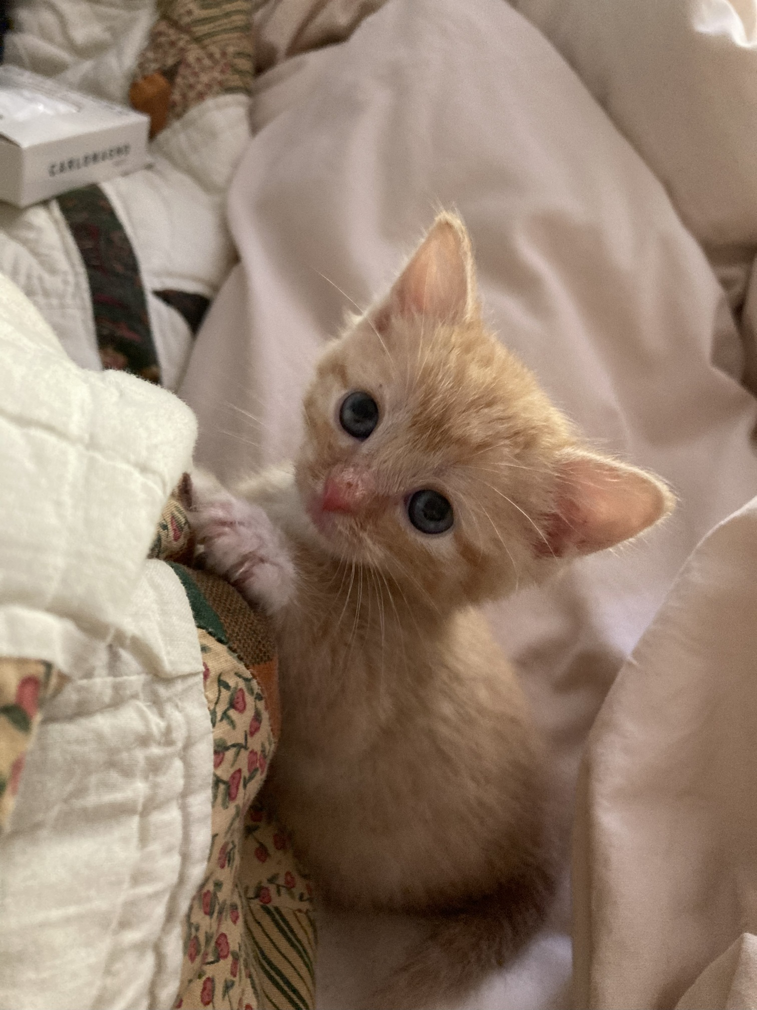 Picture of the Animal Listed