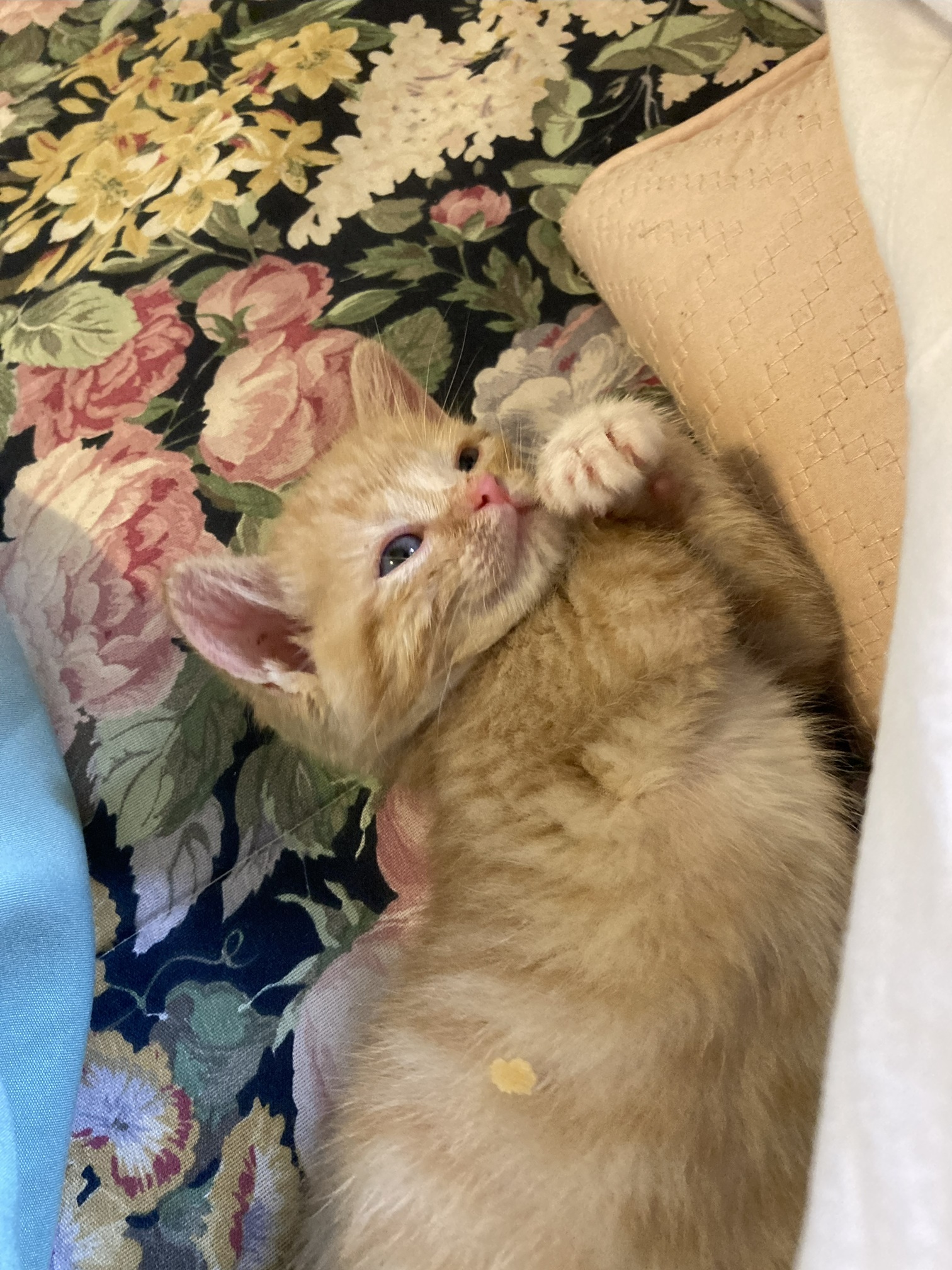 Picture of the Animal Listed