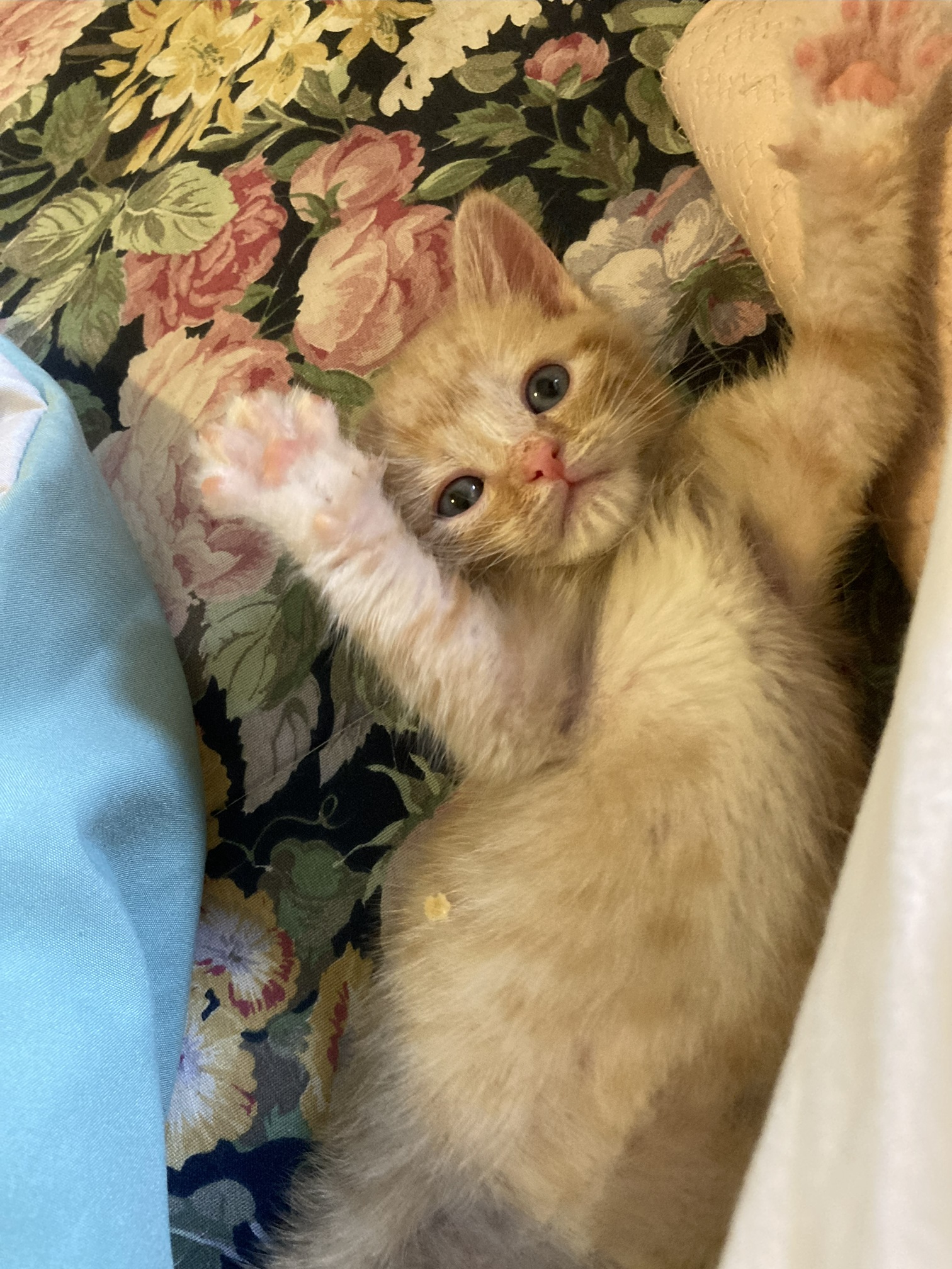 Picture of the Animal Listed