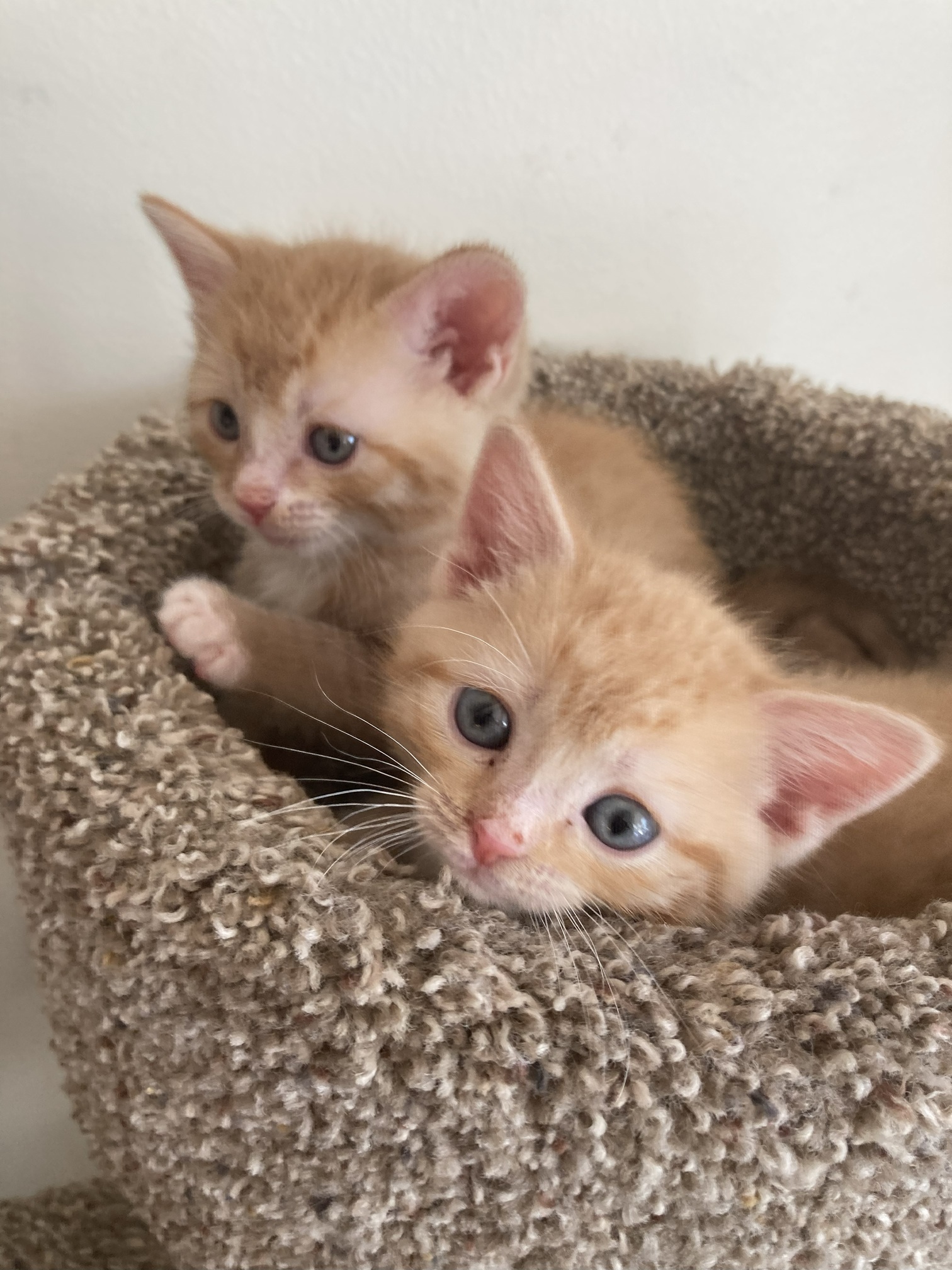 Picture of the Animal Listed