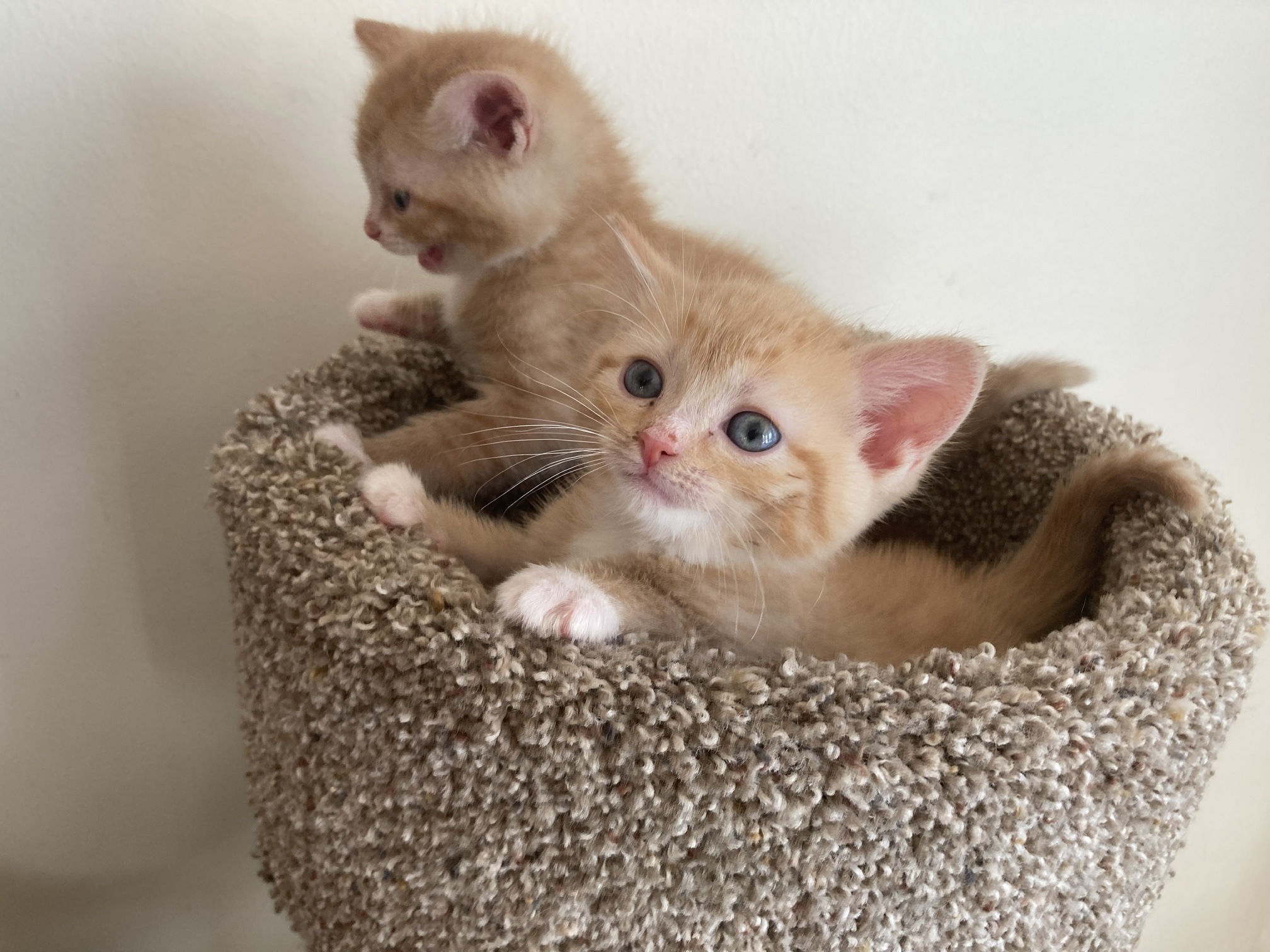 Picture of the Animal Listed