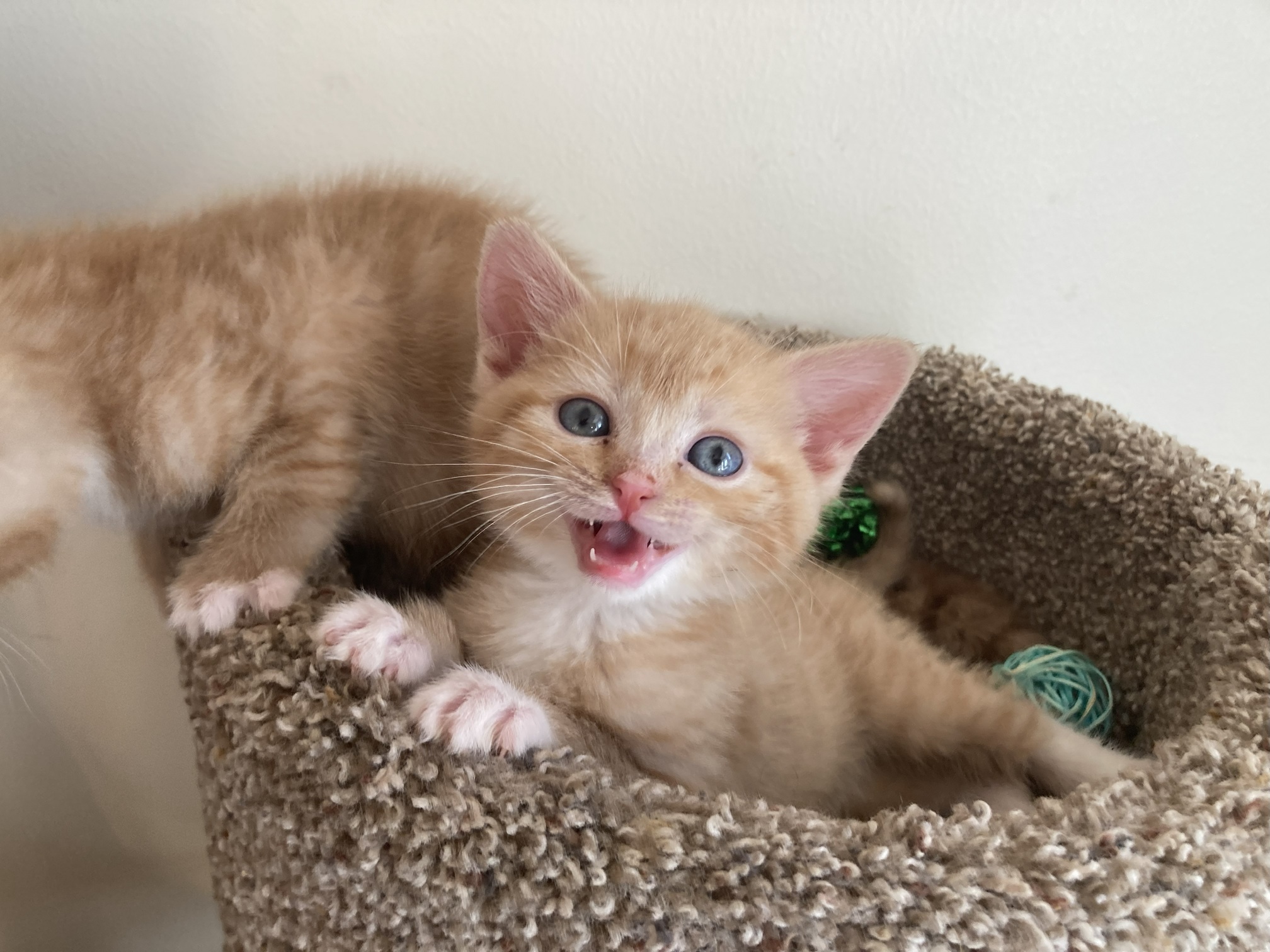 Picture of the Animal Listed