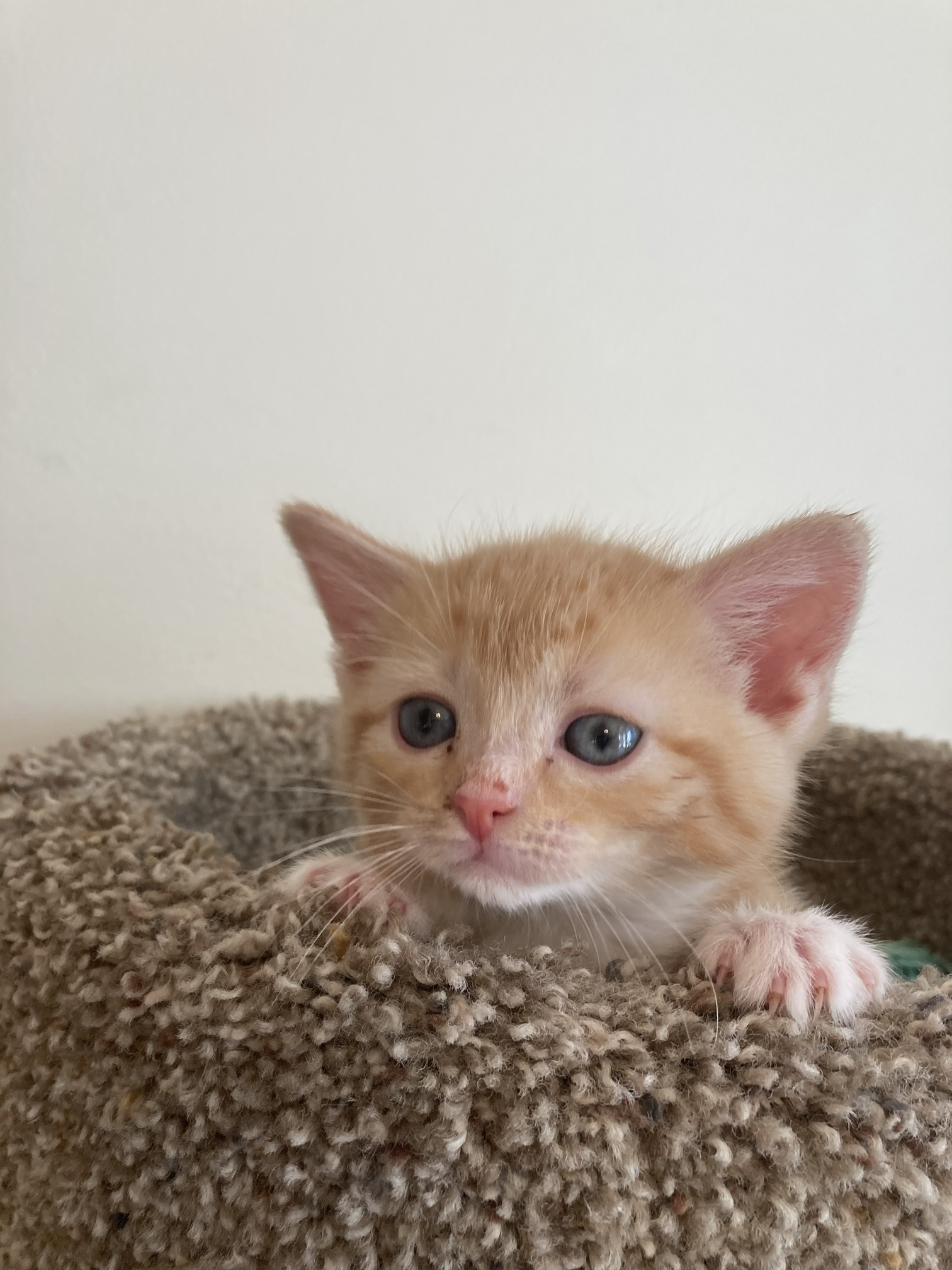 Picture of the Animal Listed