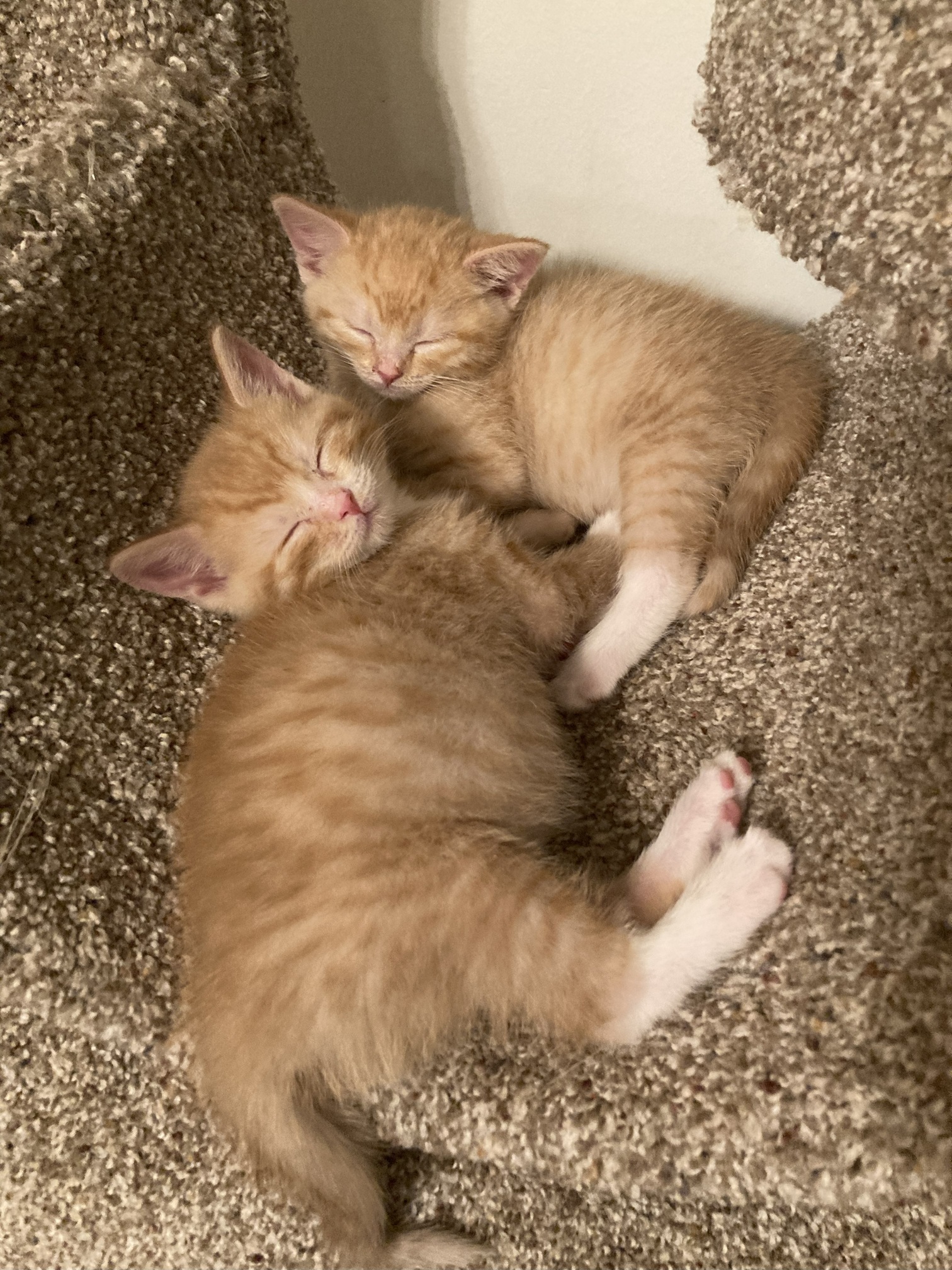 Picture of the Animal Listed