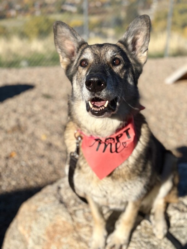 Picture of the Animal Listed