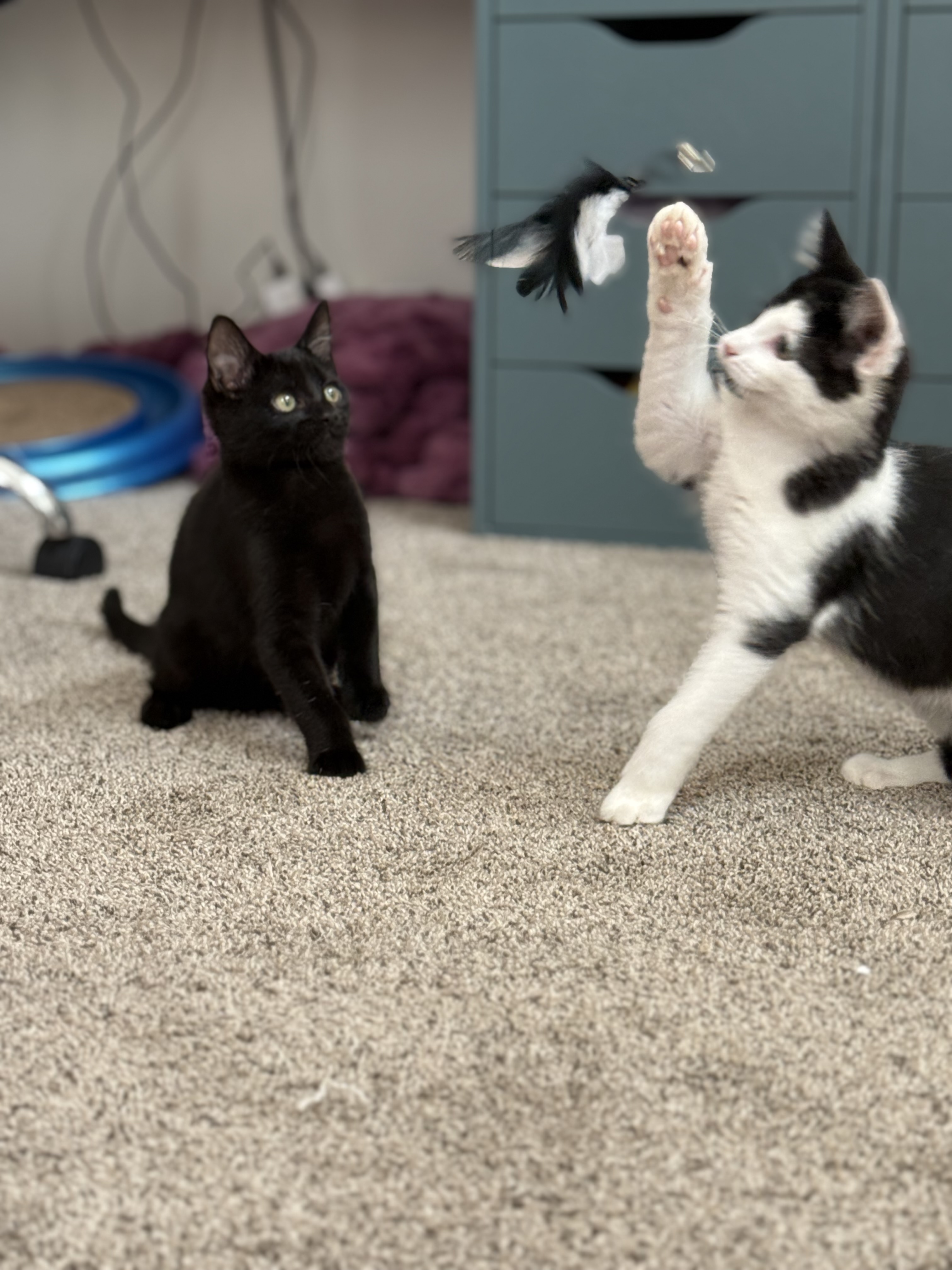 Picture of the Animal Listed