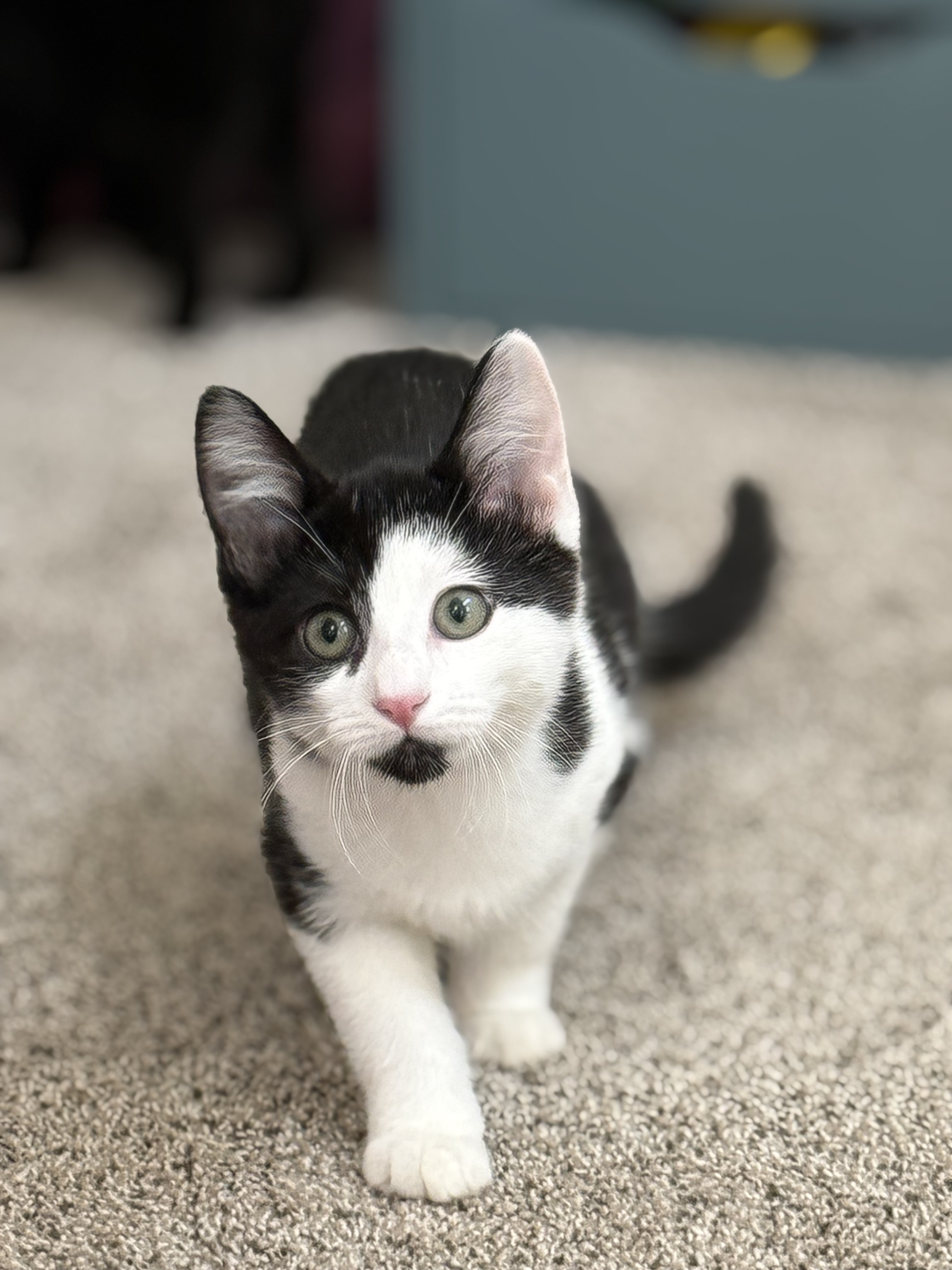 Picture of the Animal Listed