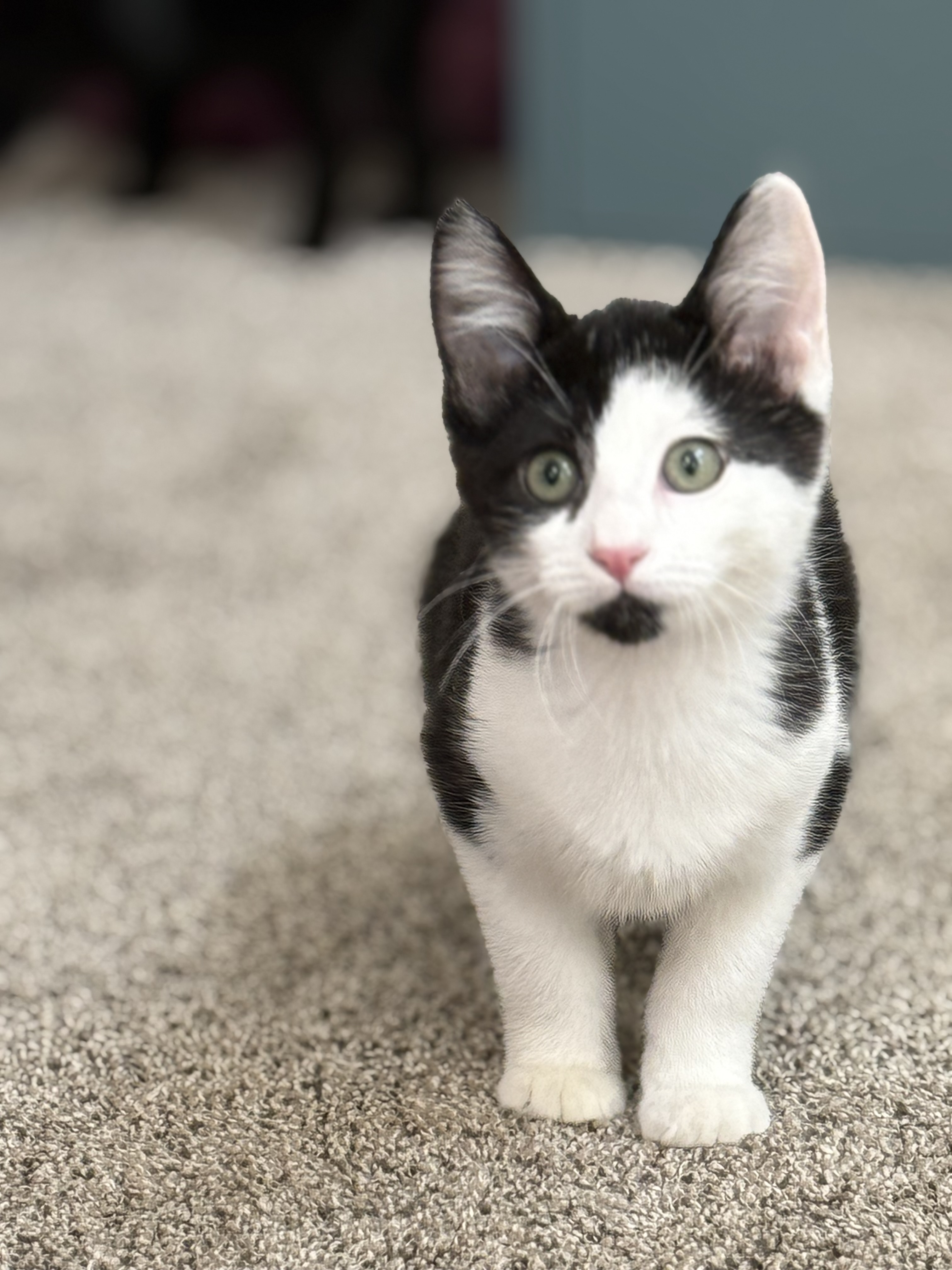 Picture of the Animal Listed