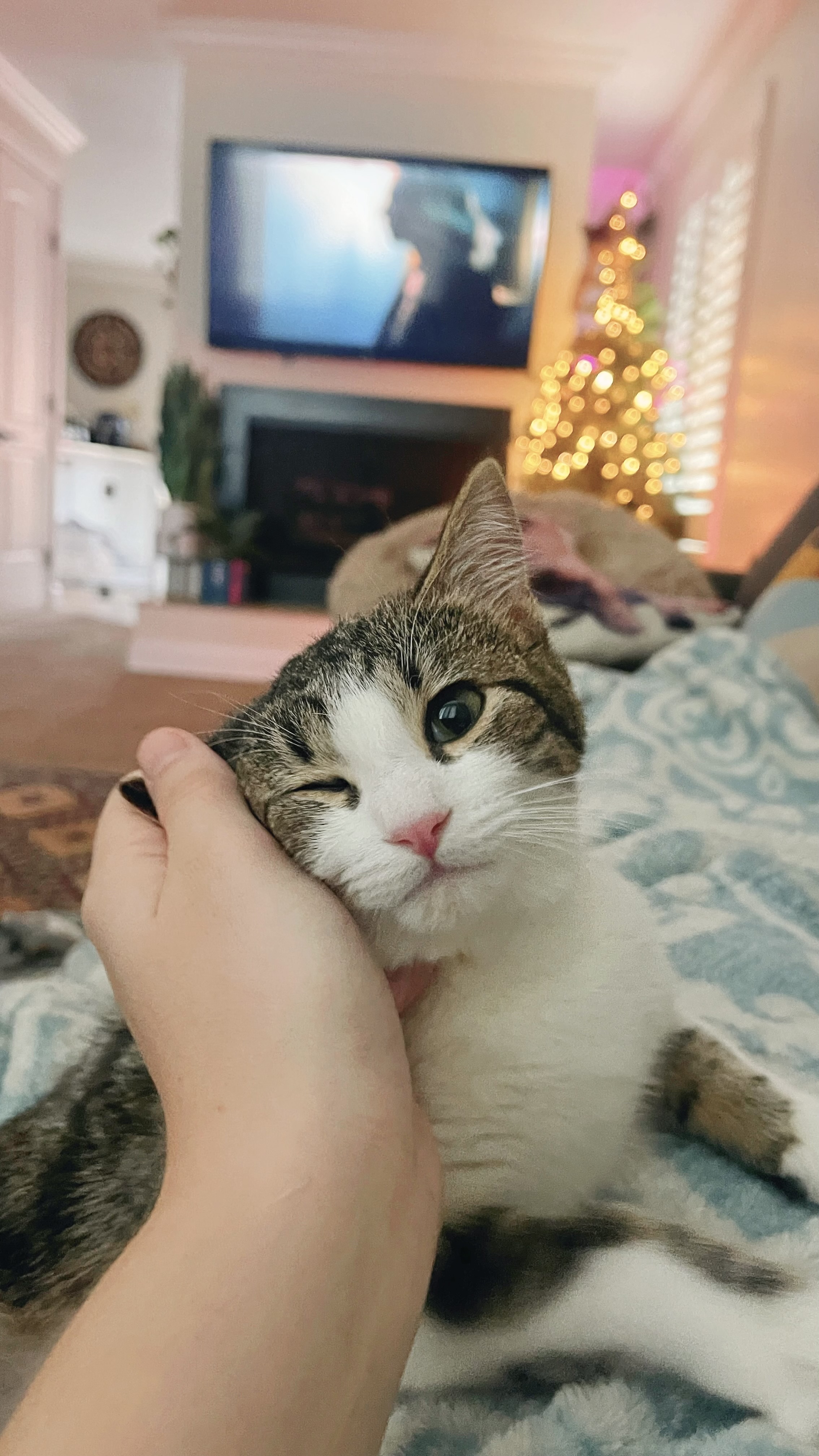 Picture of the Animal Listed