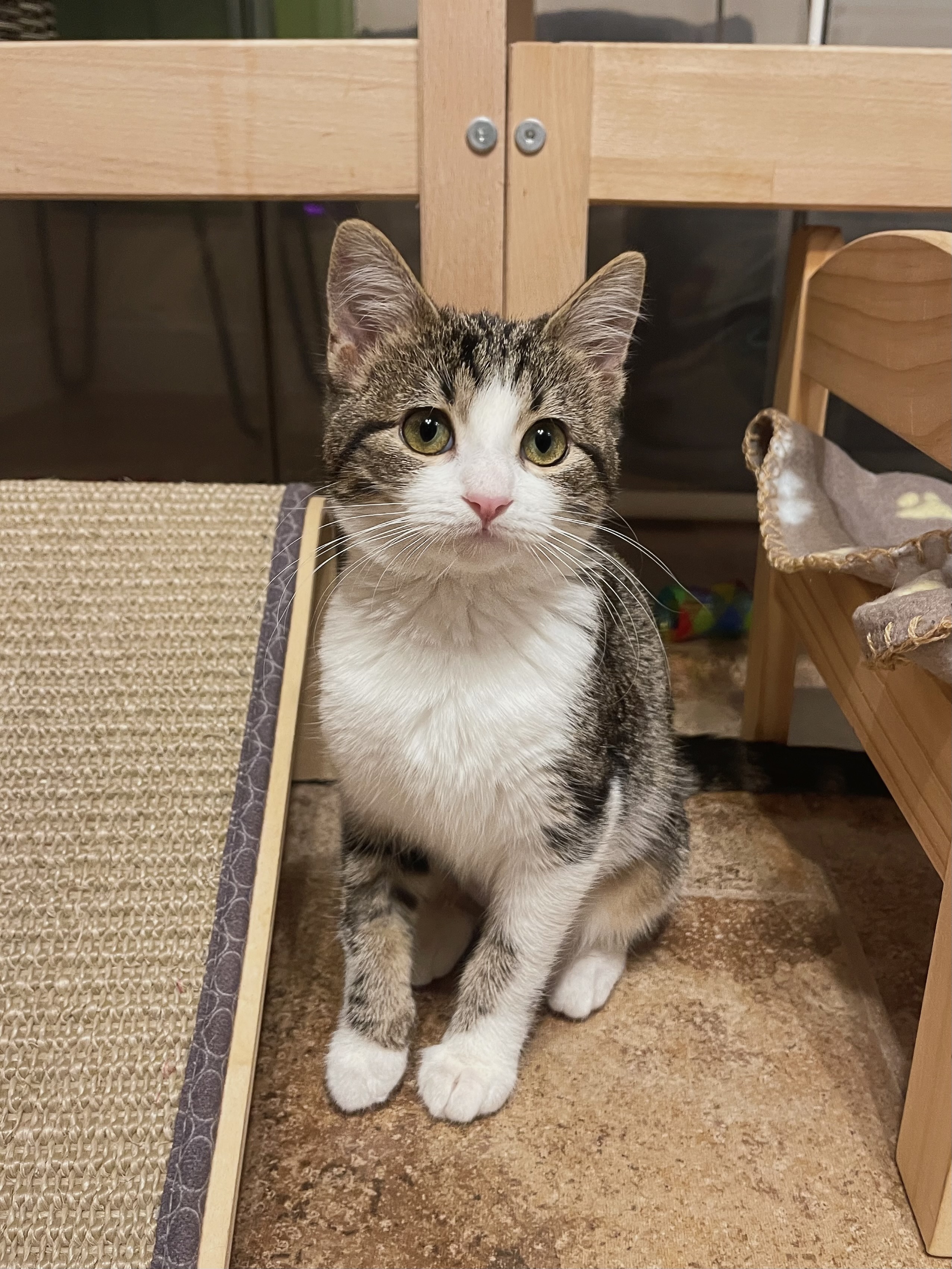 Picture of the Animal Listed