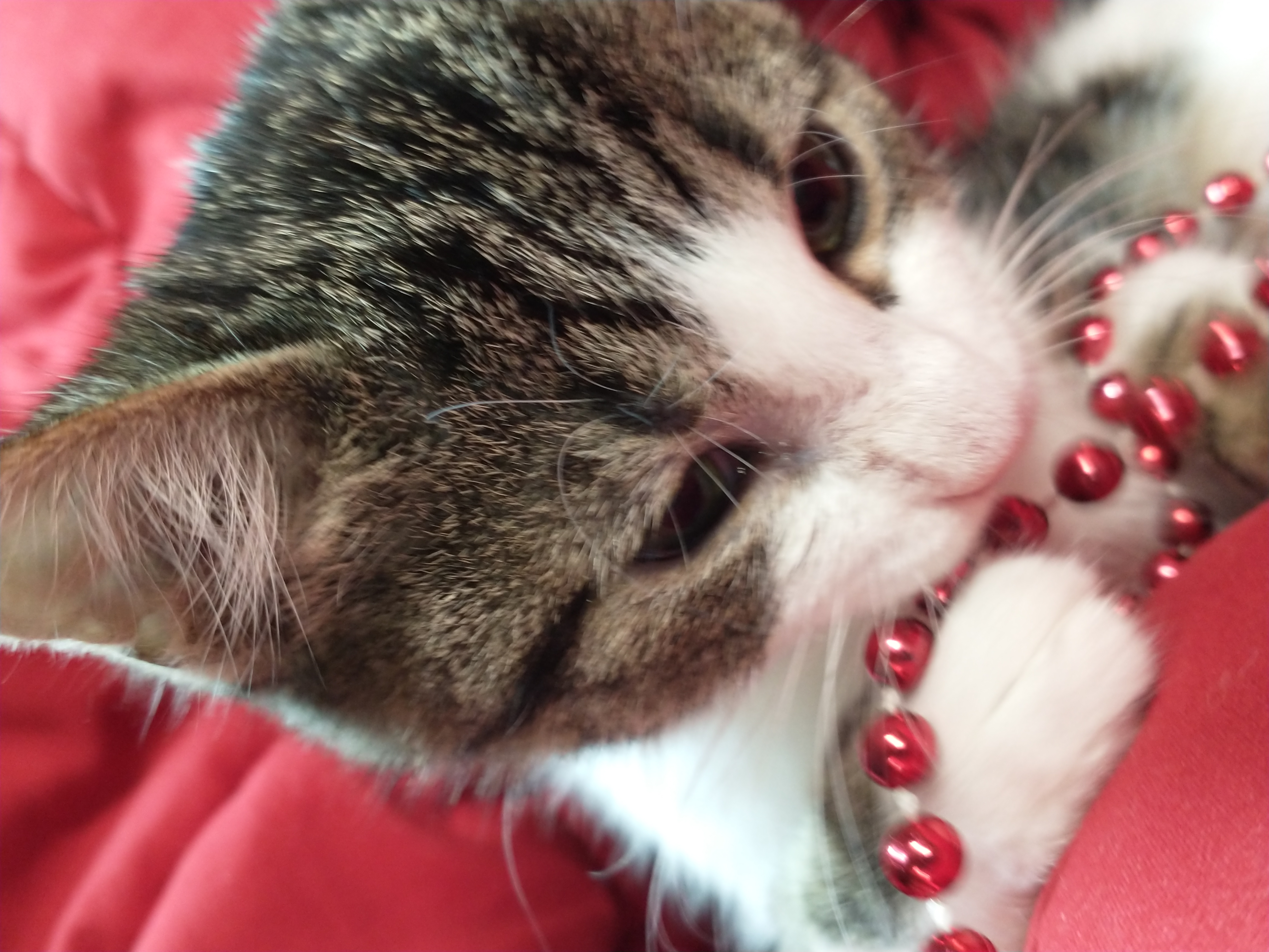 Picture of the Animal Listed