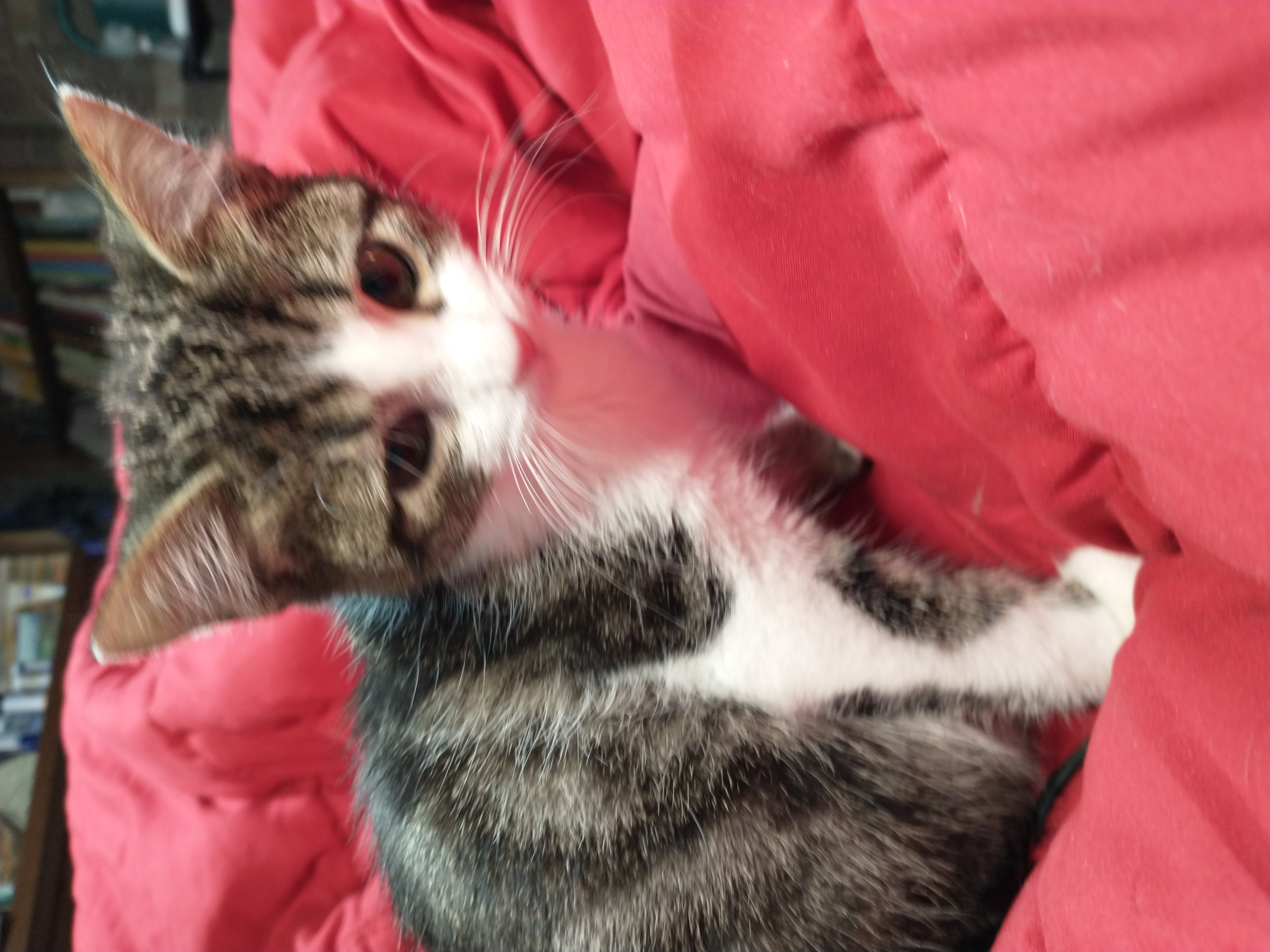 Picture of the Animal Listed