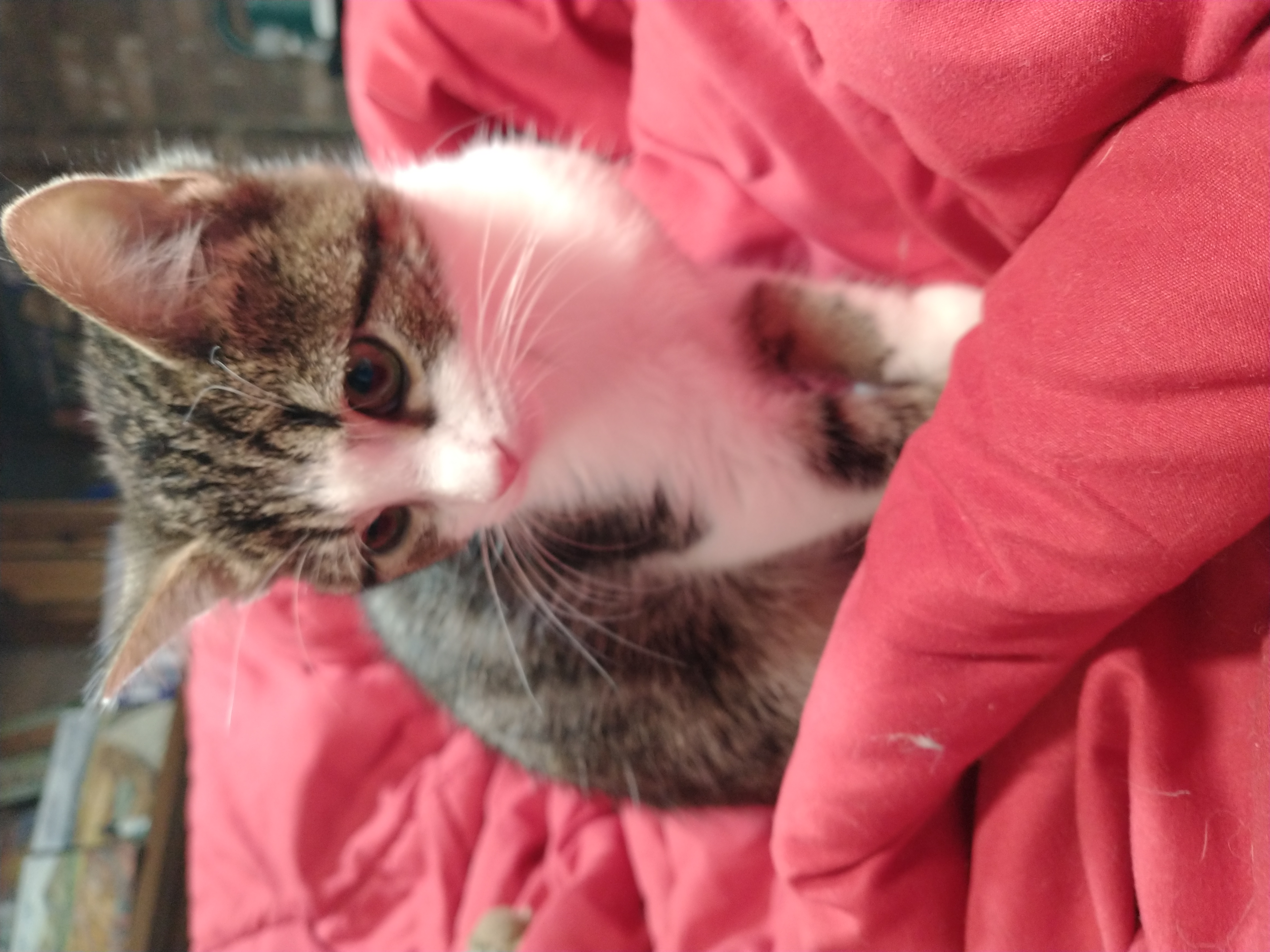 Picture of the Animal Listed