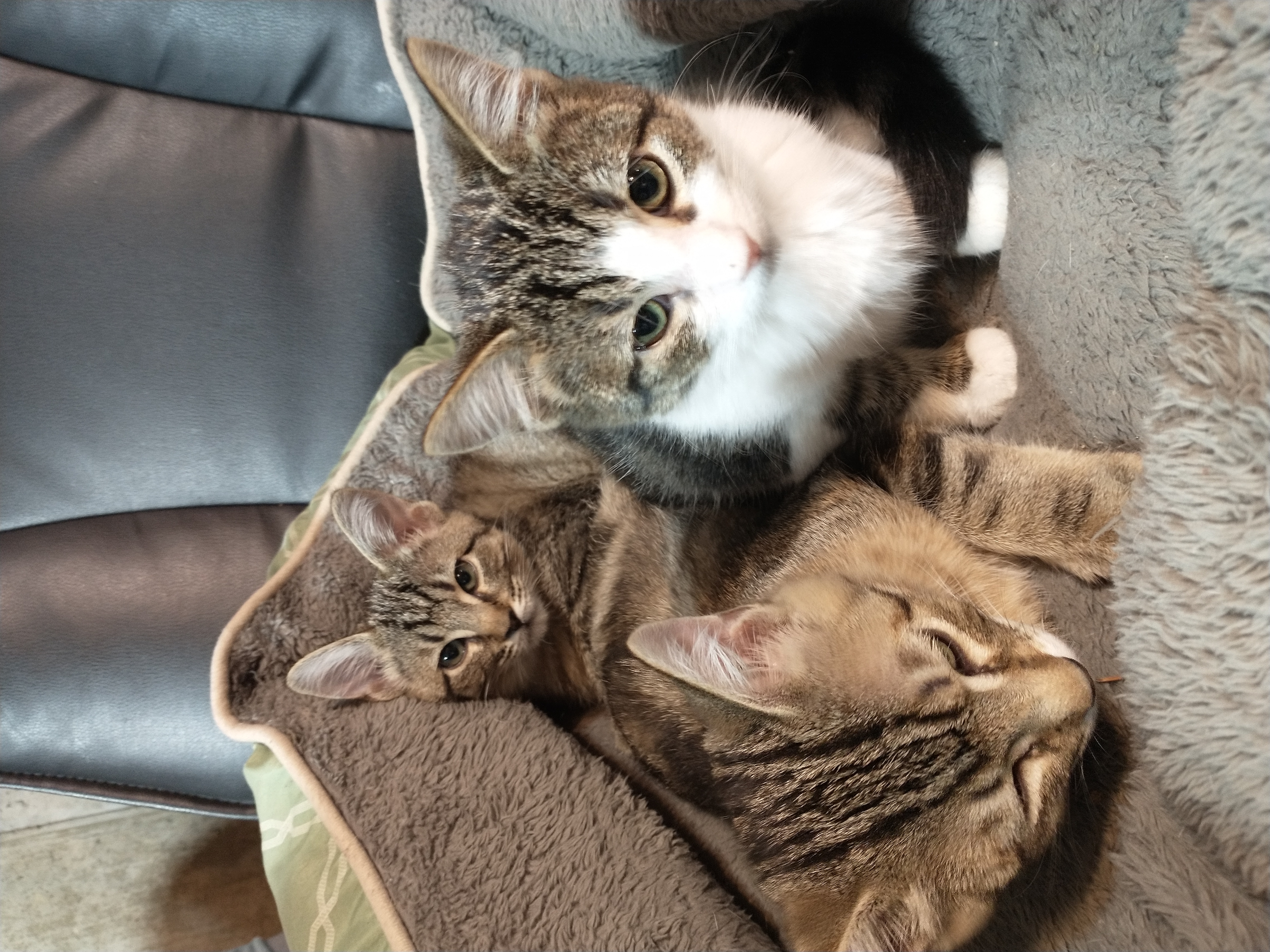 Picture of the Animal Listed