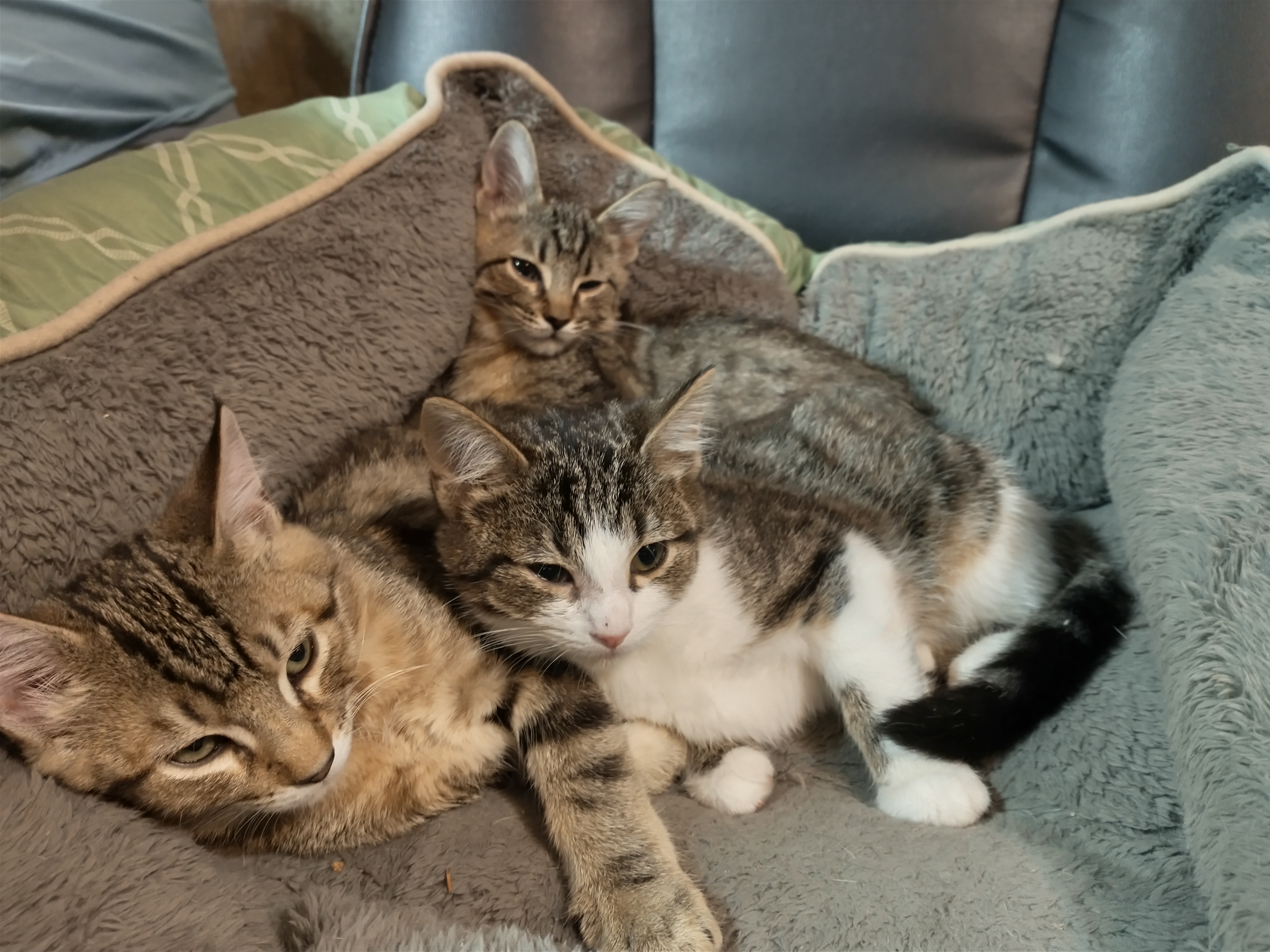 Picture of the Animal Listed