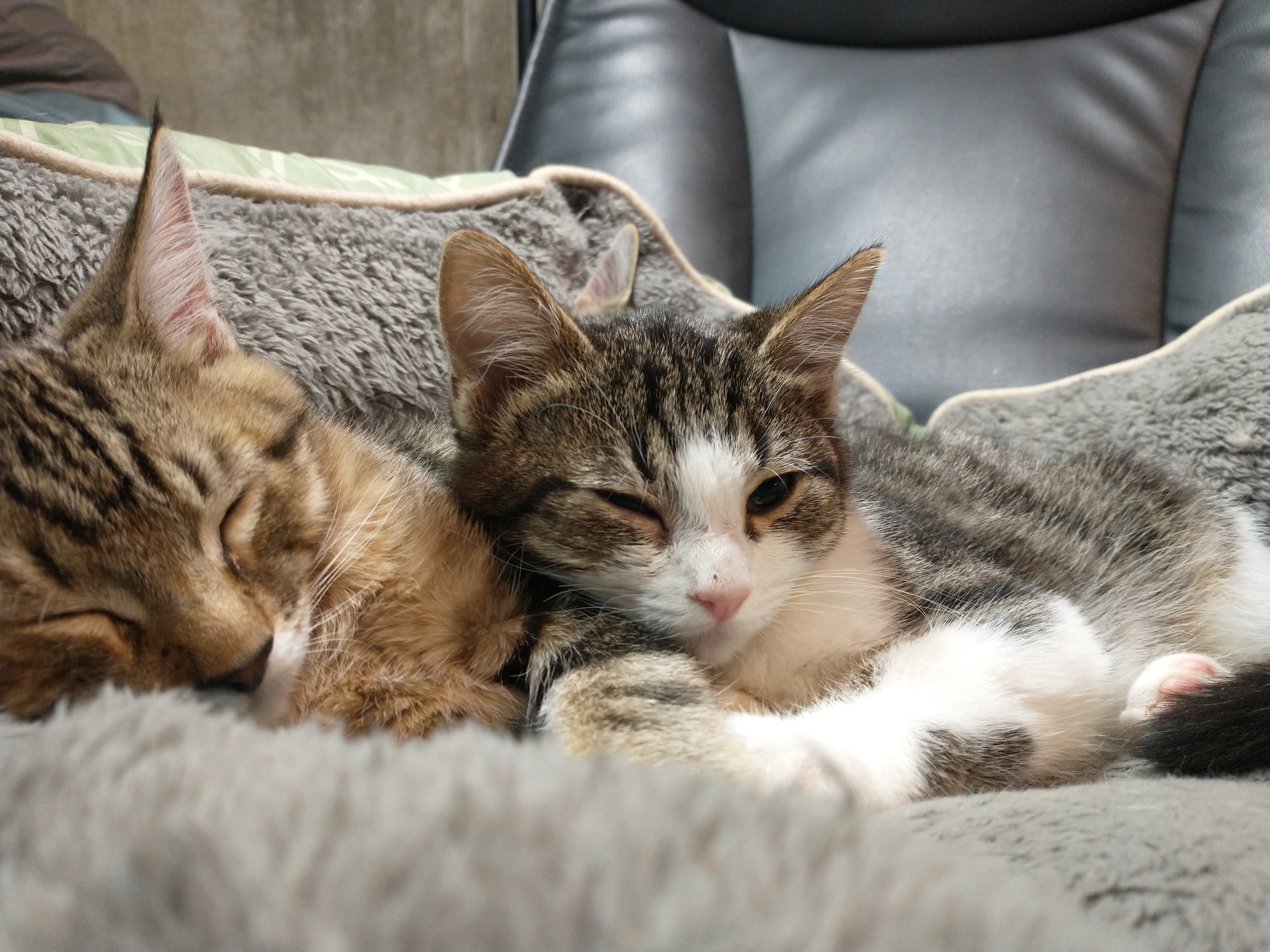 Picture of the Animal Listed