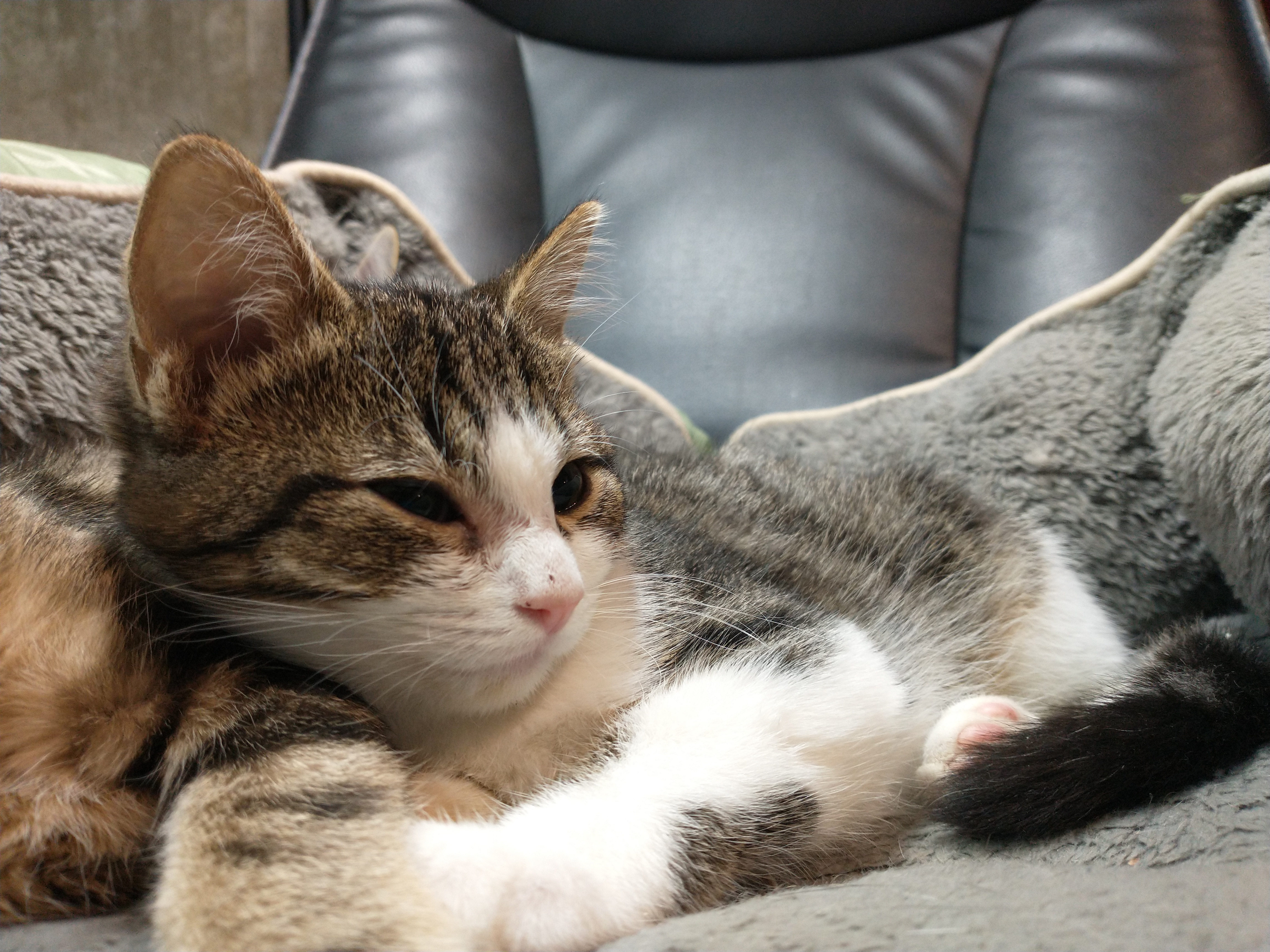 Picture of the Animal Listed