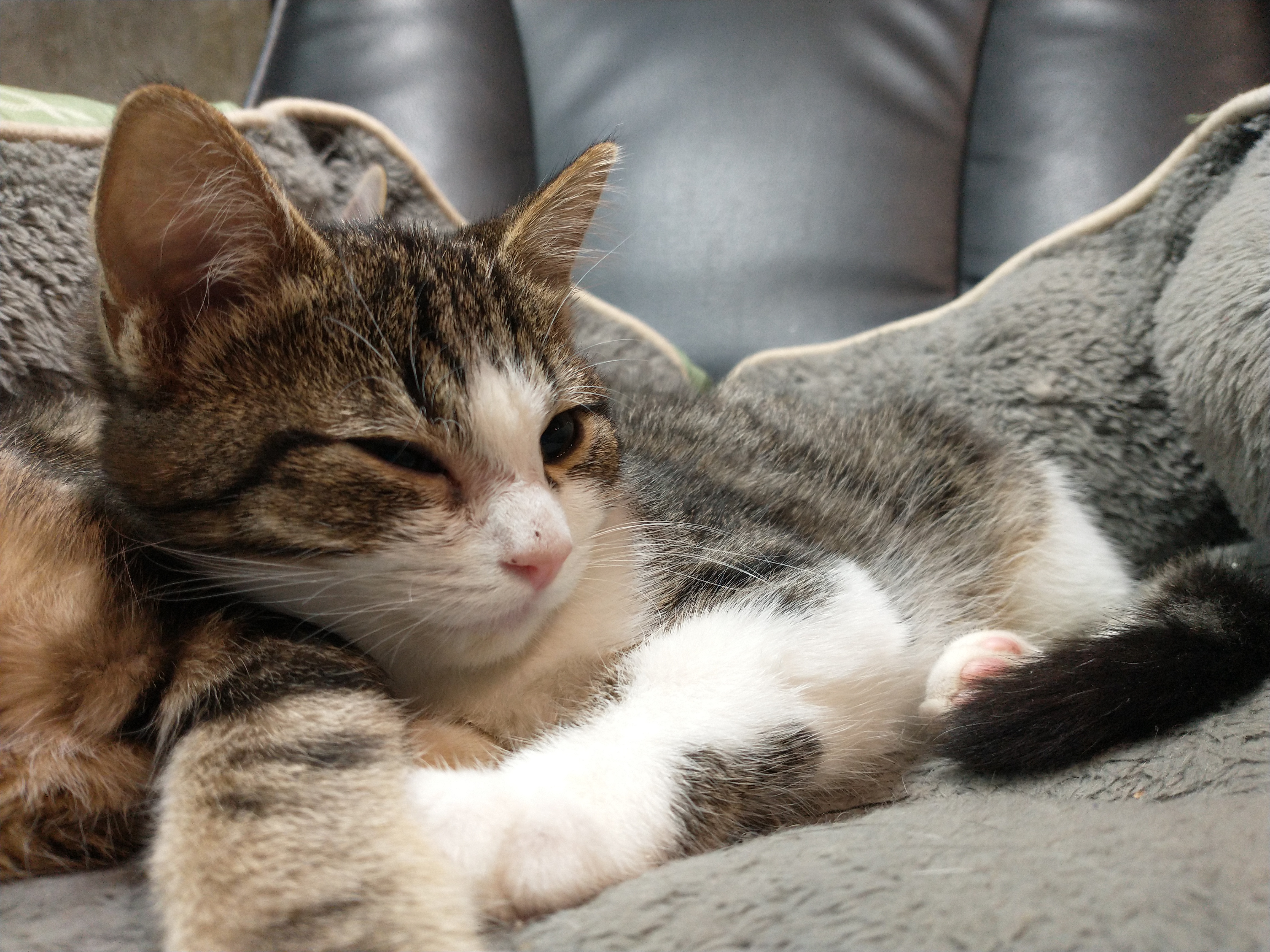 Picture of the Animal Listed