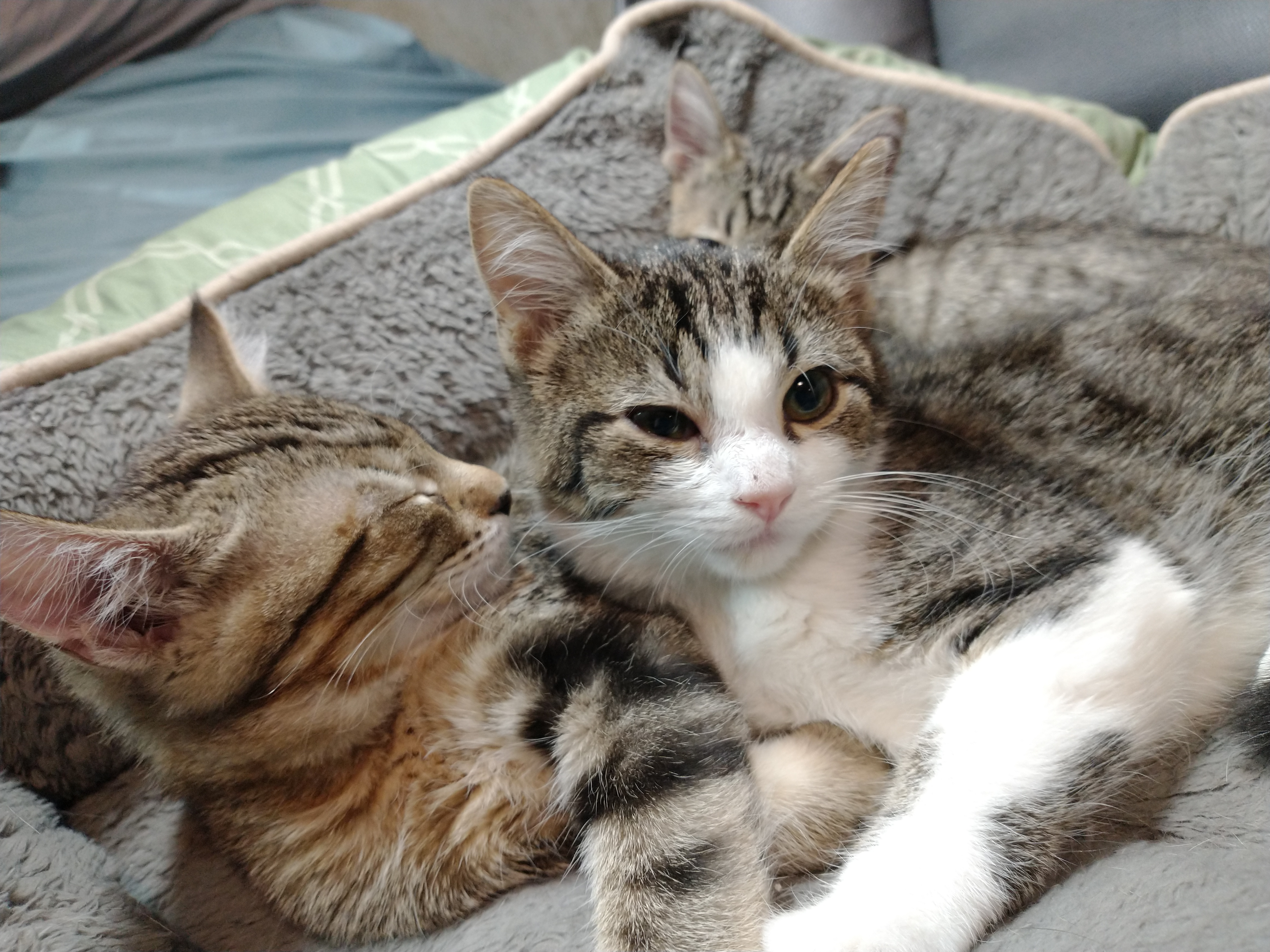 Picture of the Animal Listed