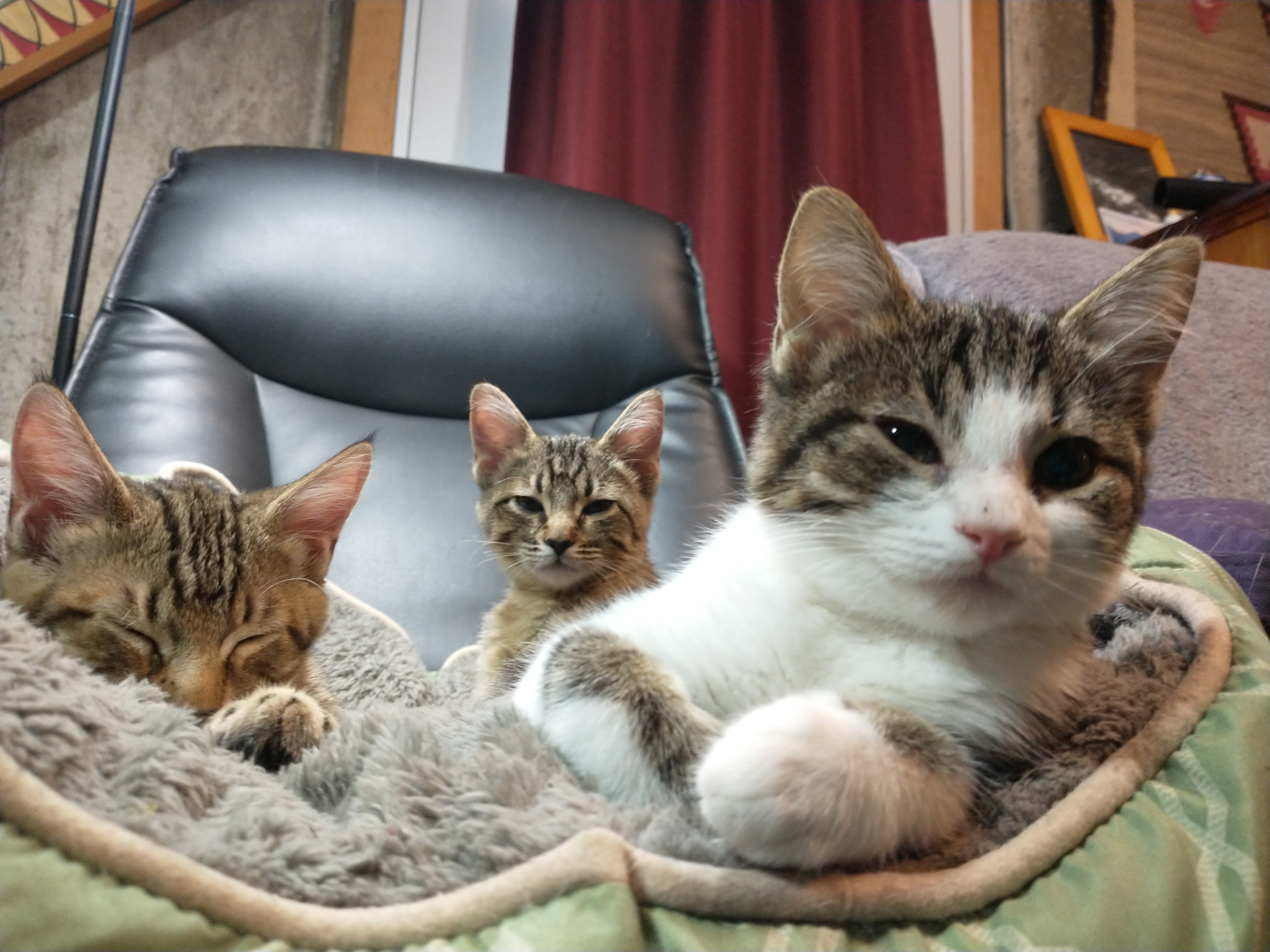 Picture of the Animal Listed