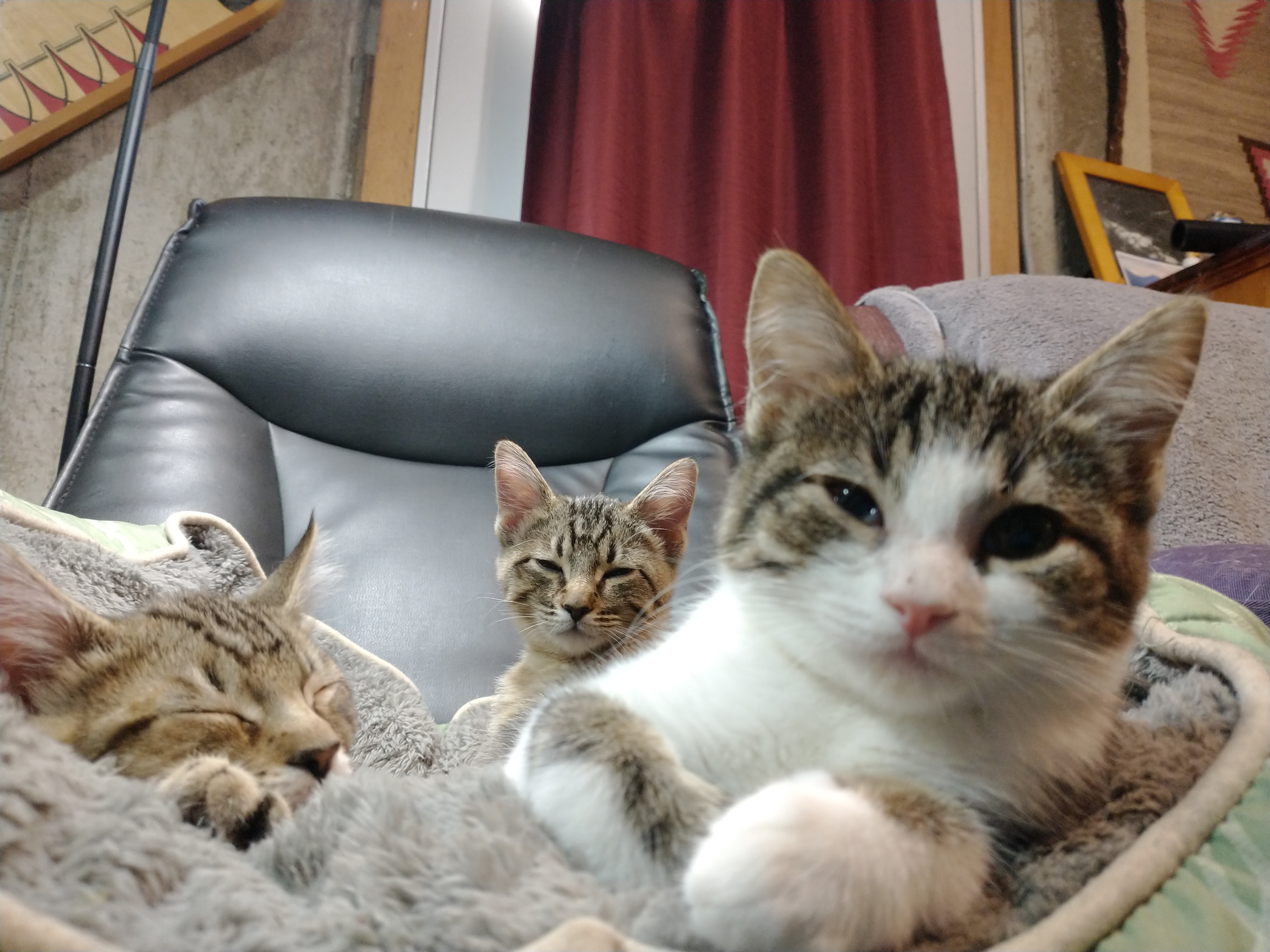 Picture of the Animal Listed