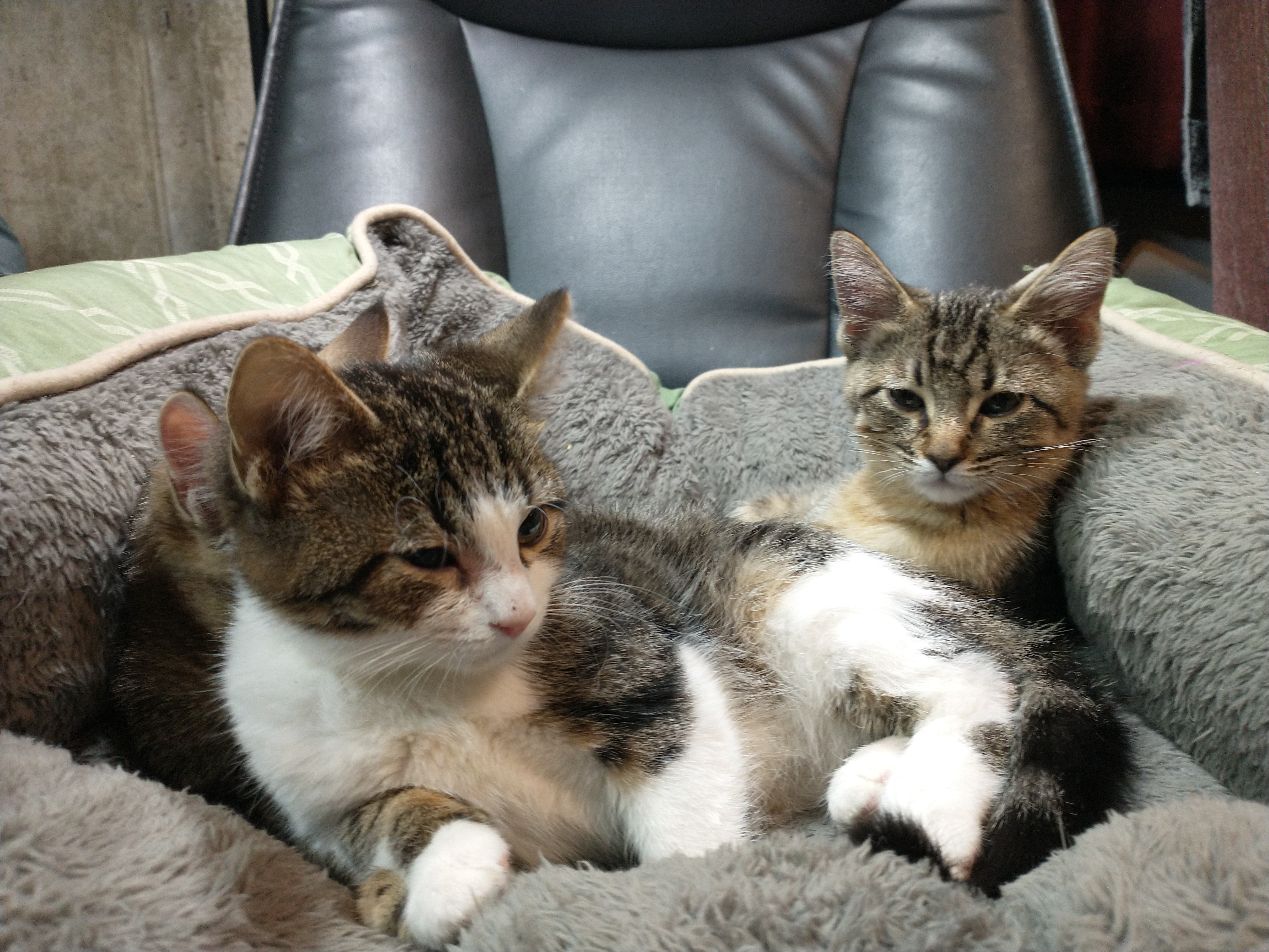 Picture of the Animal Listed