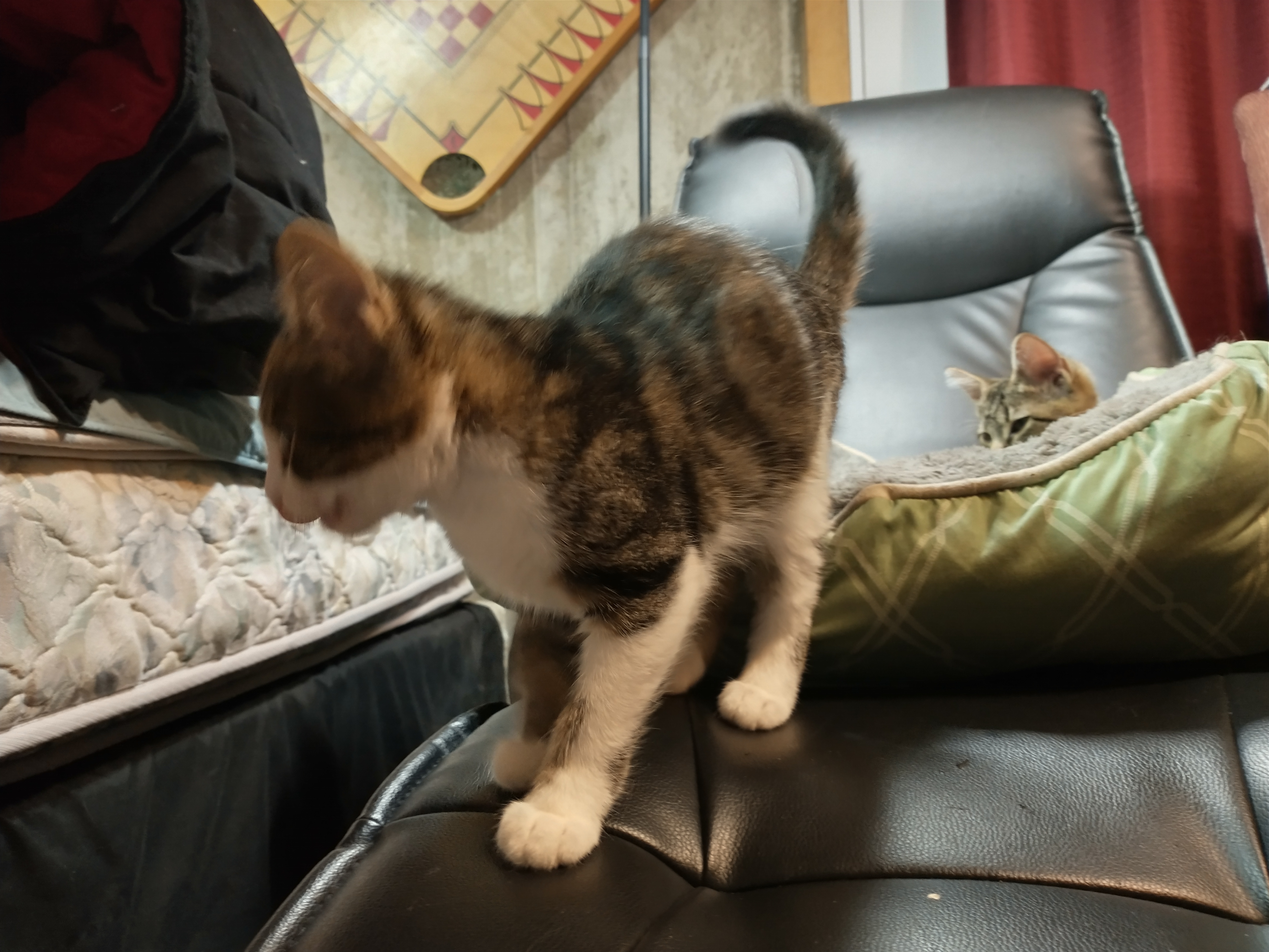 Picture of the Animal Listed