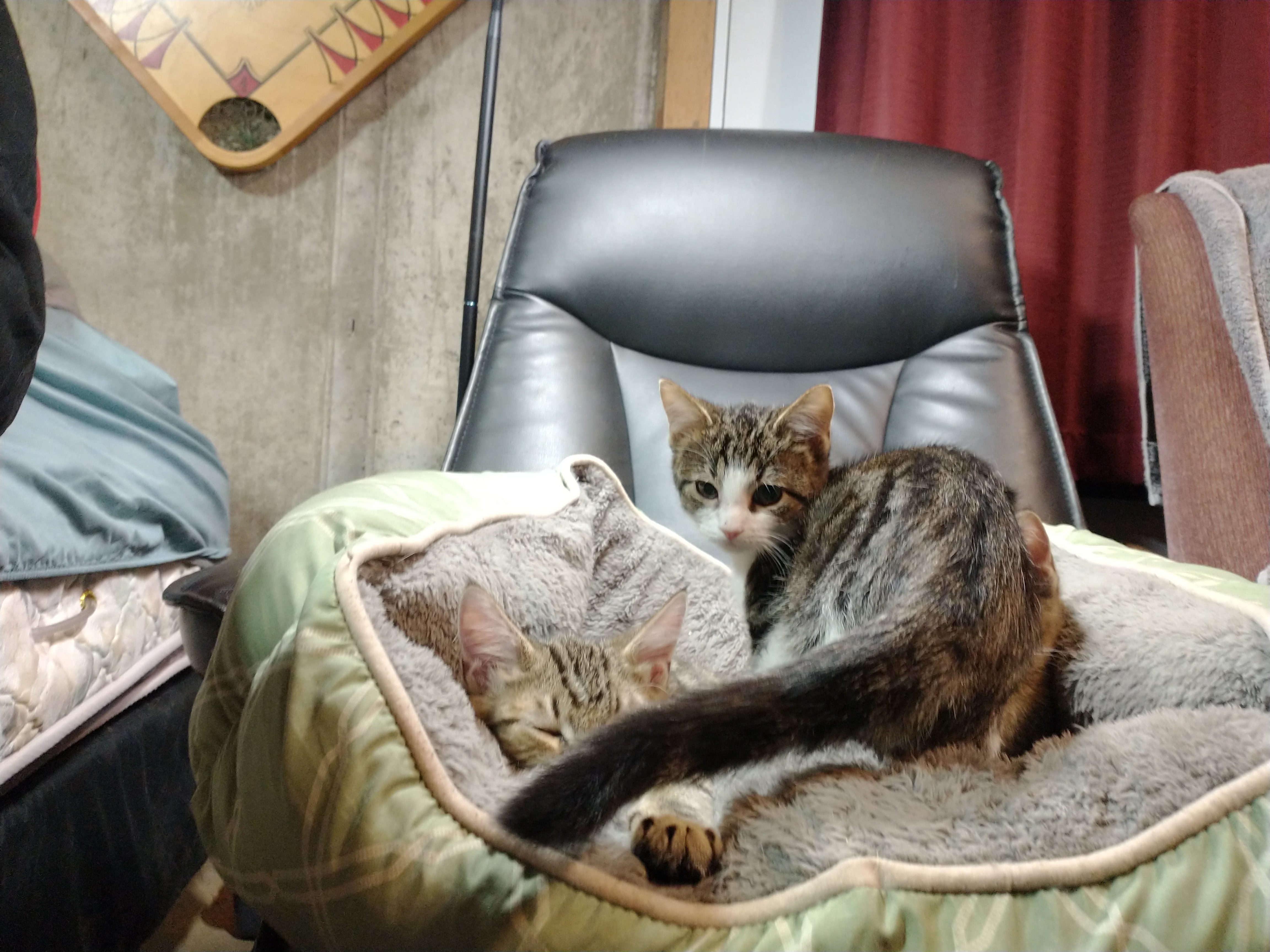 Picture of the Animal Listed