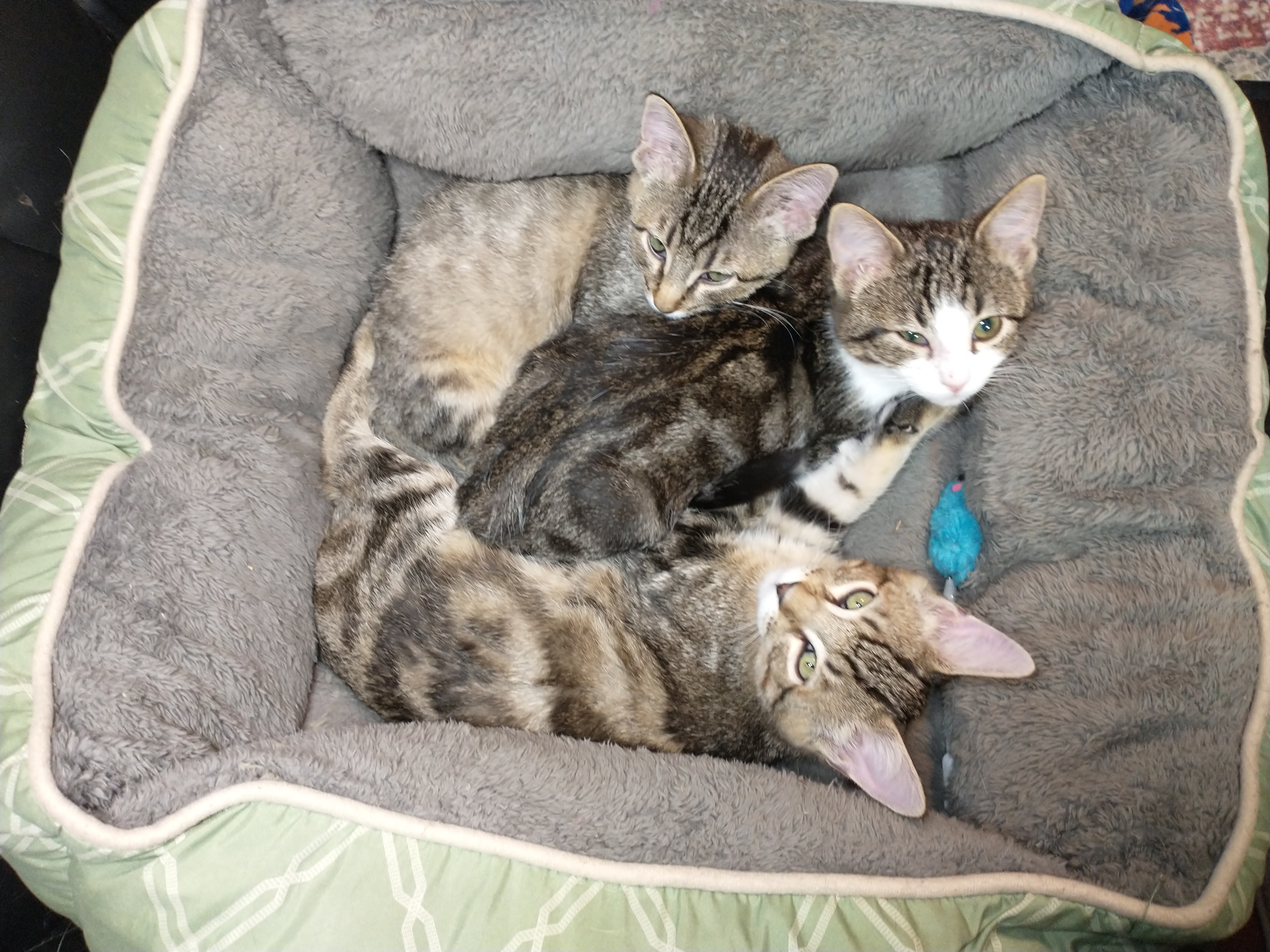 Picture of the Animal Listed