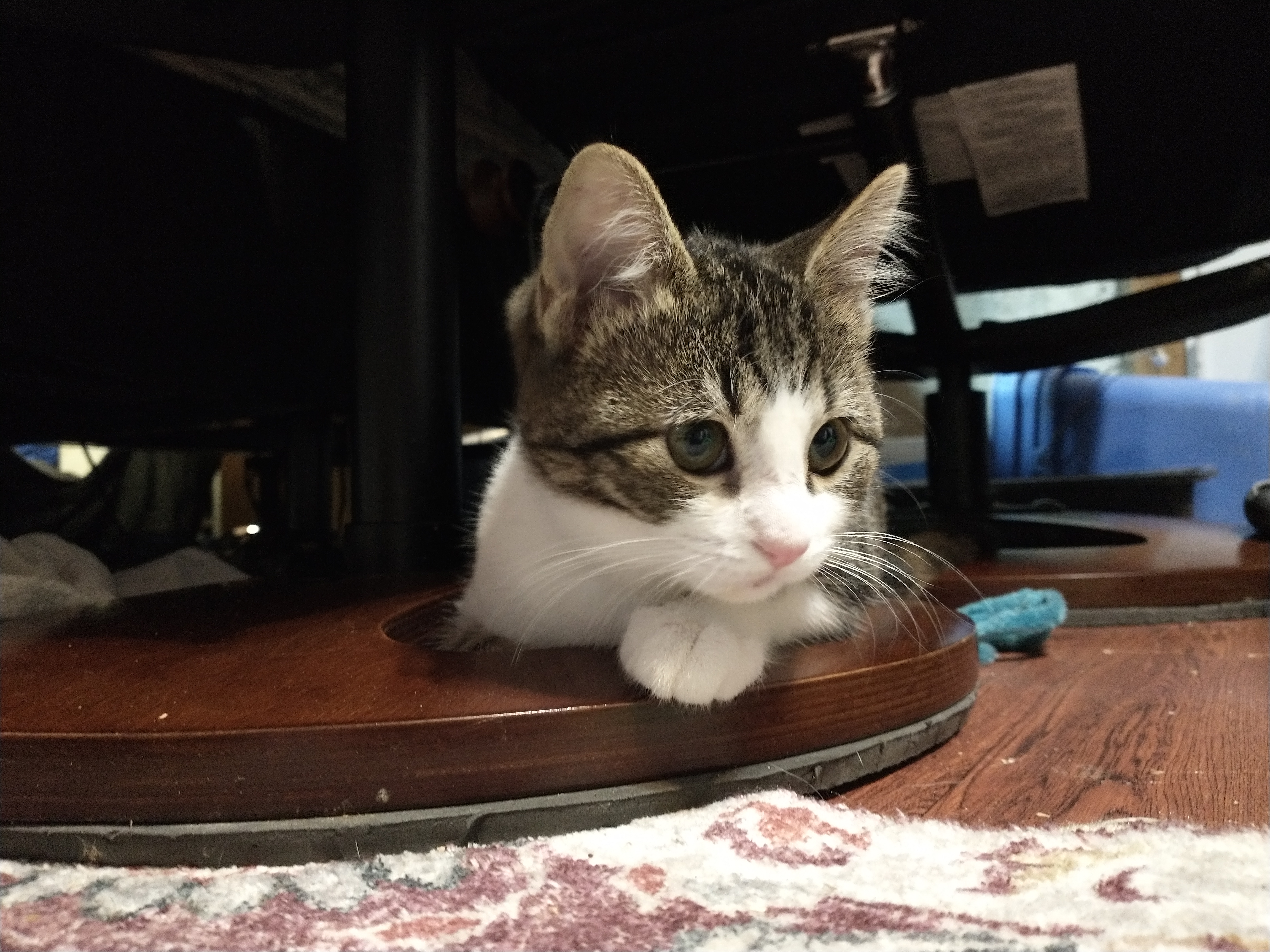 Picture of the Animal Listed