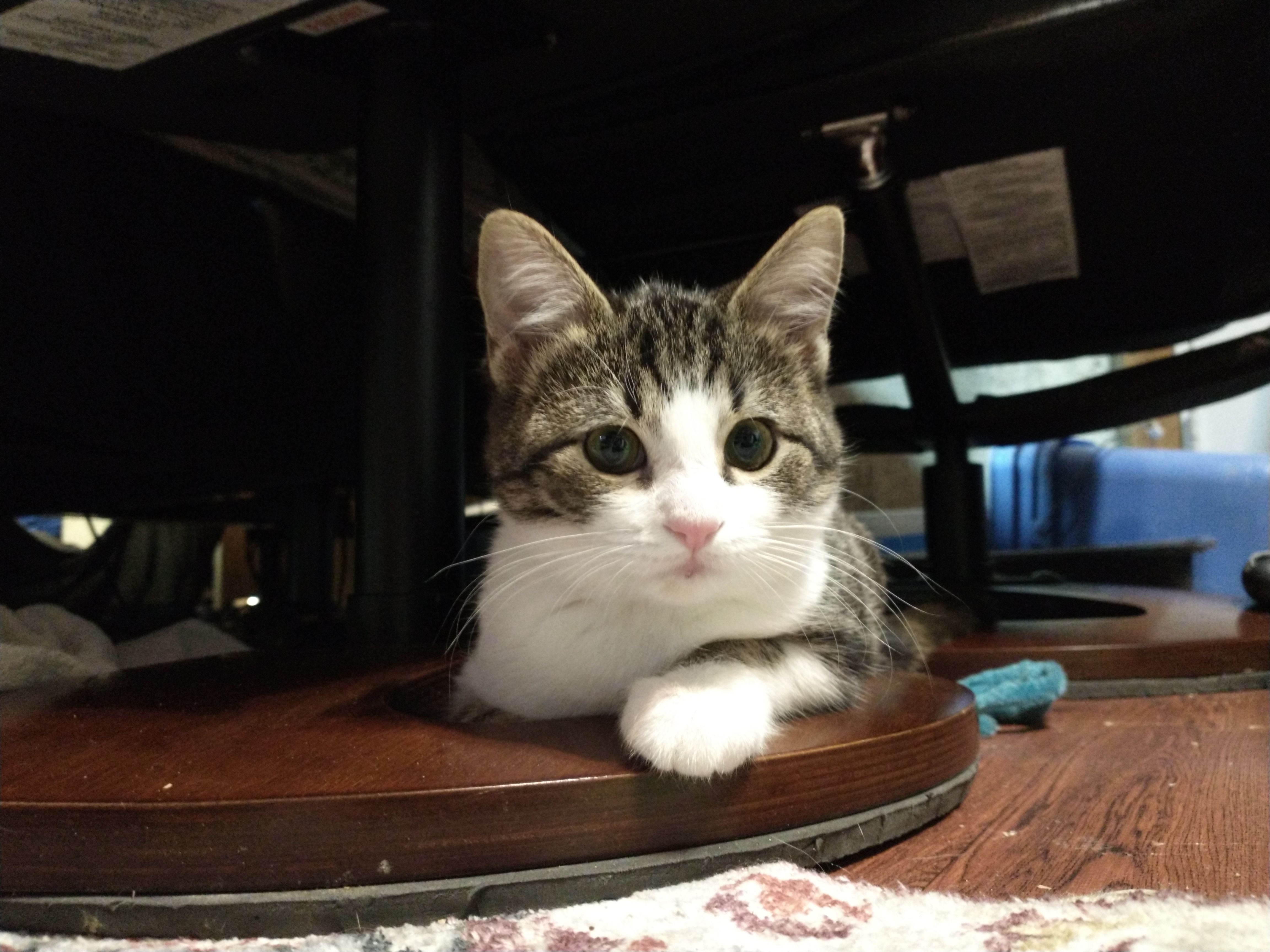 Picture of the Animal Listed