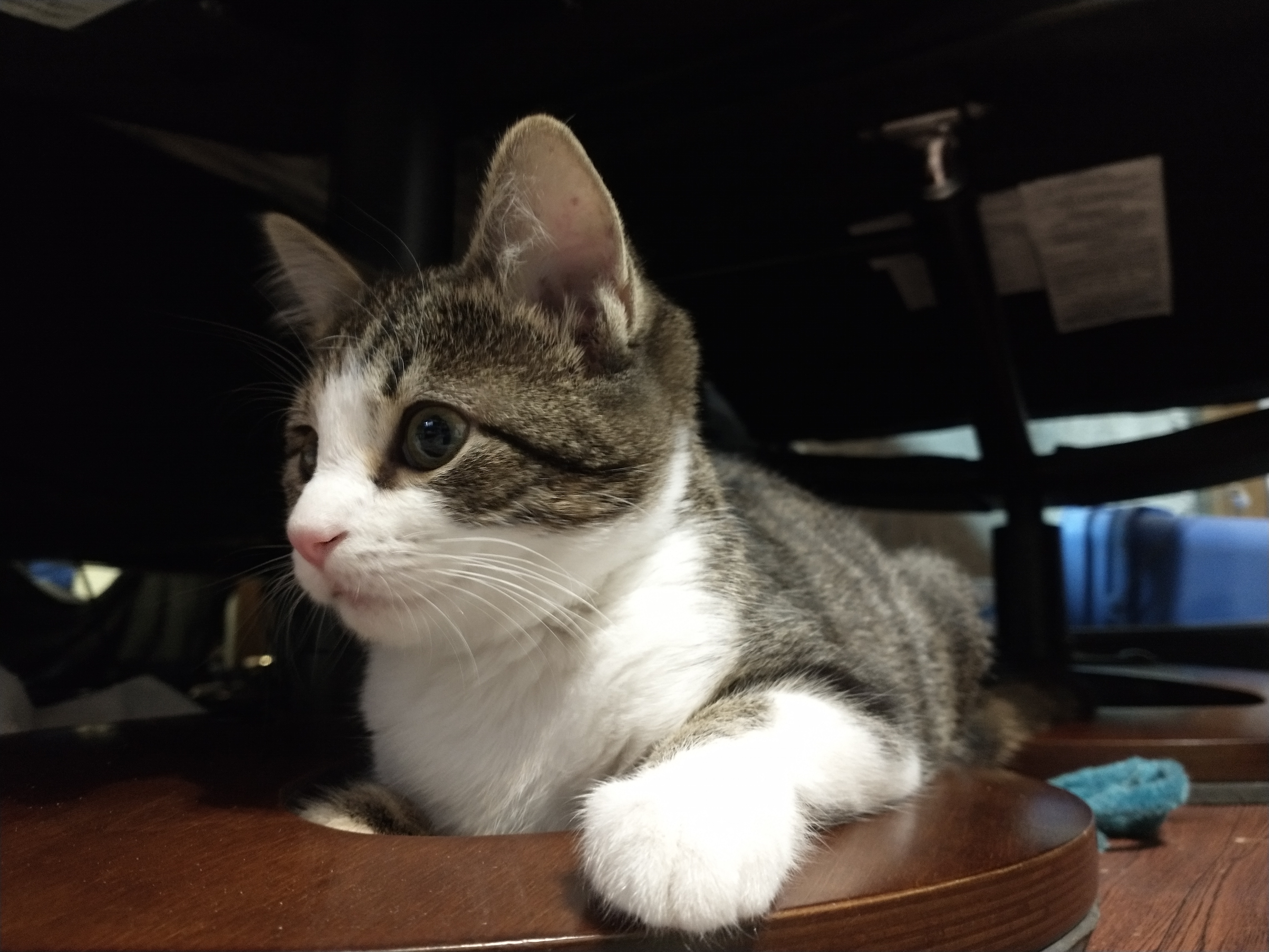 Picture of the Animal Listed