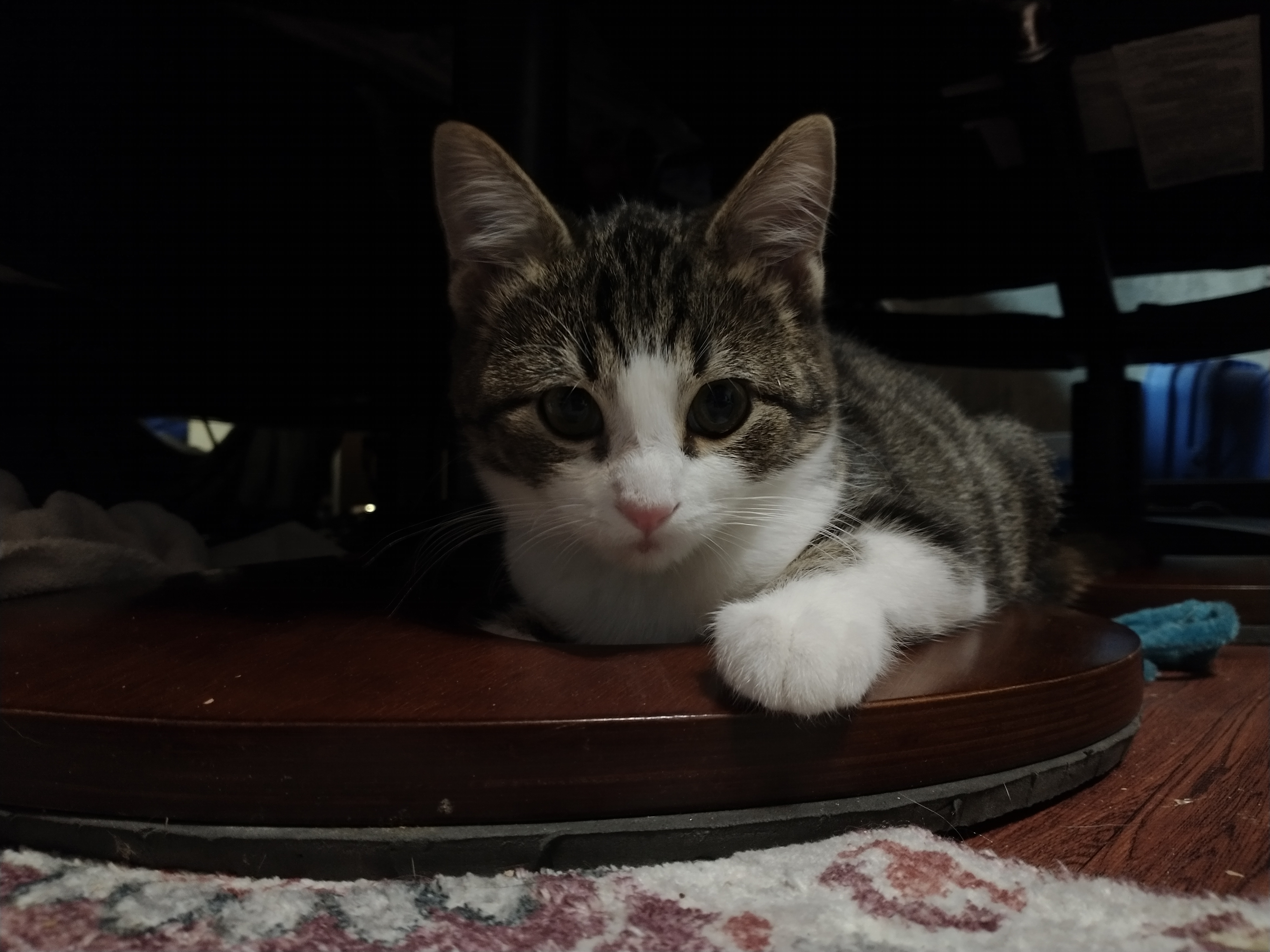 Picture of the Animal Listed