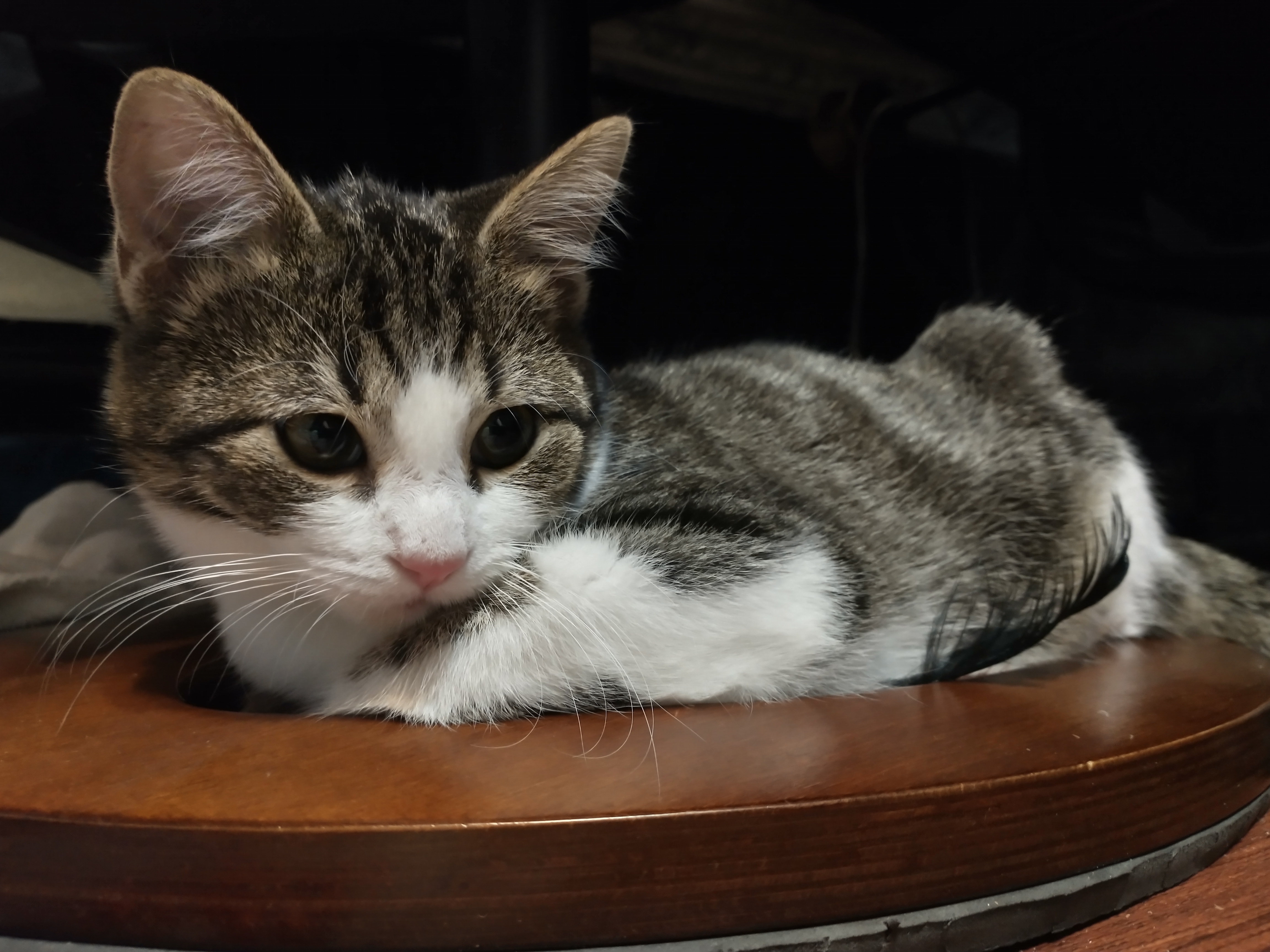 Picture of the Animal Listed