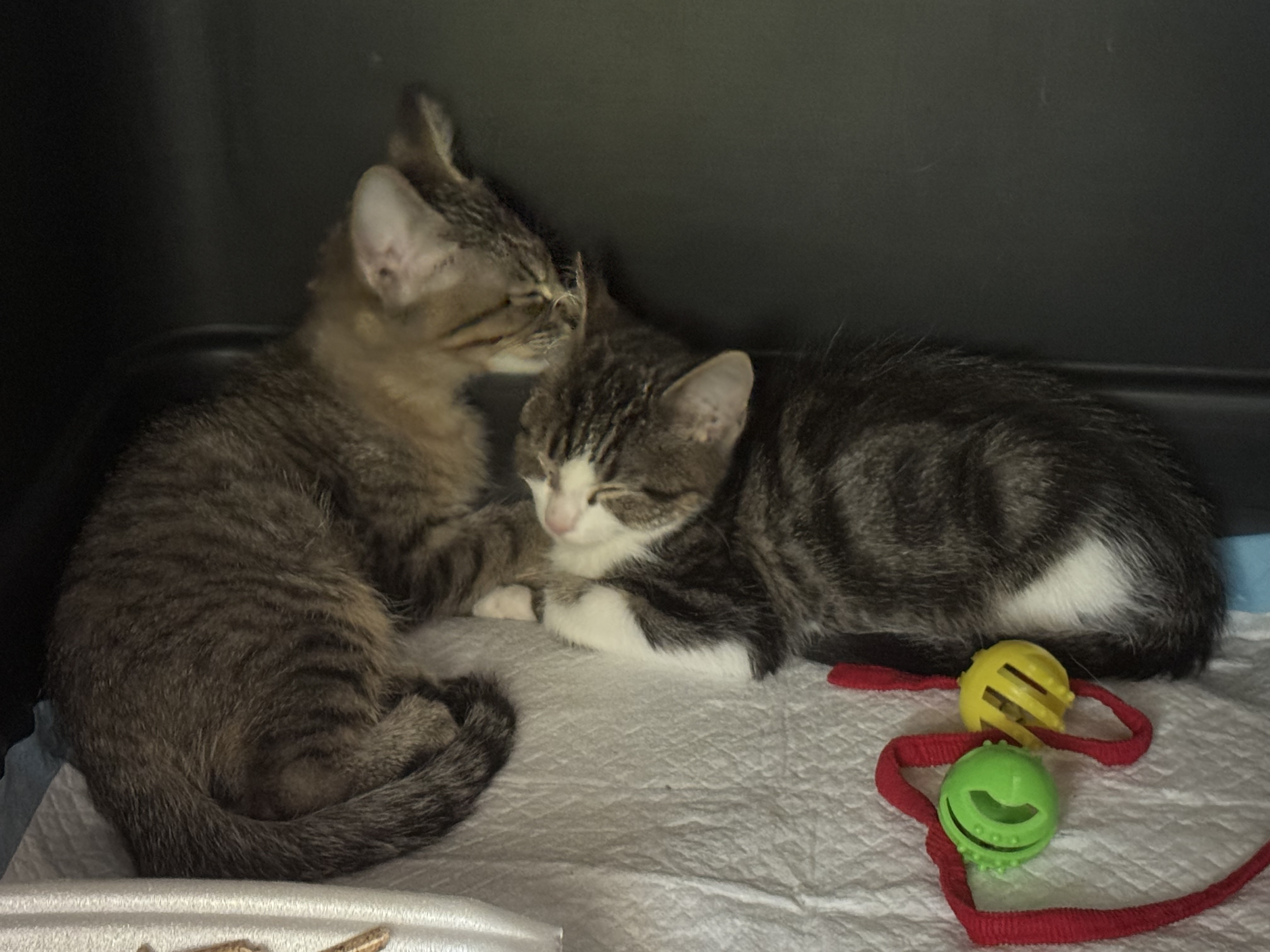 Picture of the Animal Listed