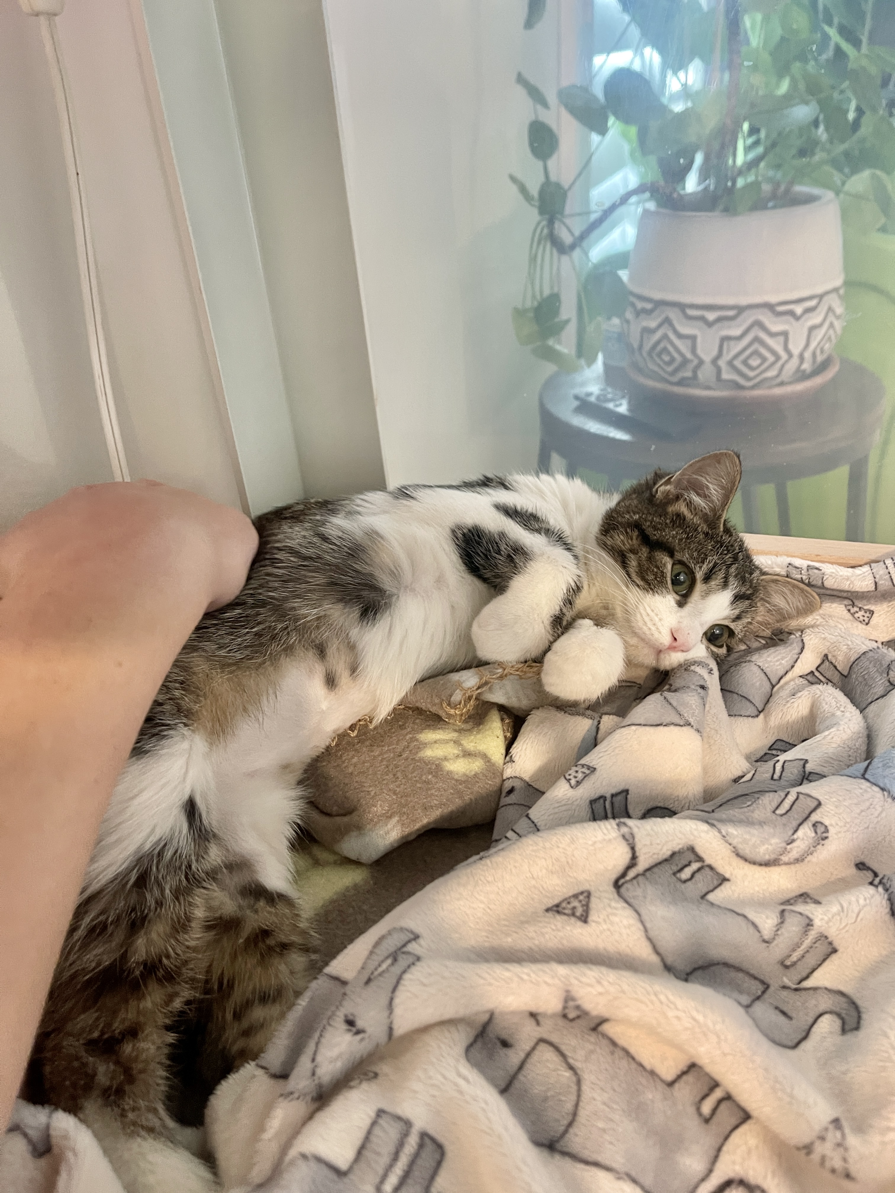 Picture of the Animal Listed